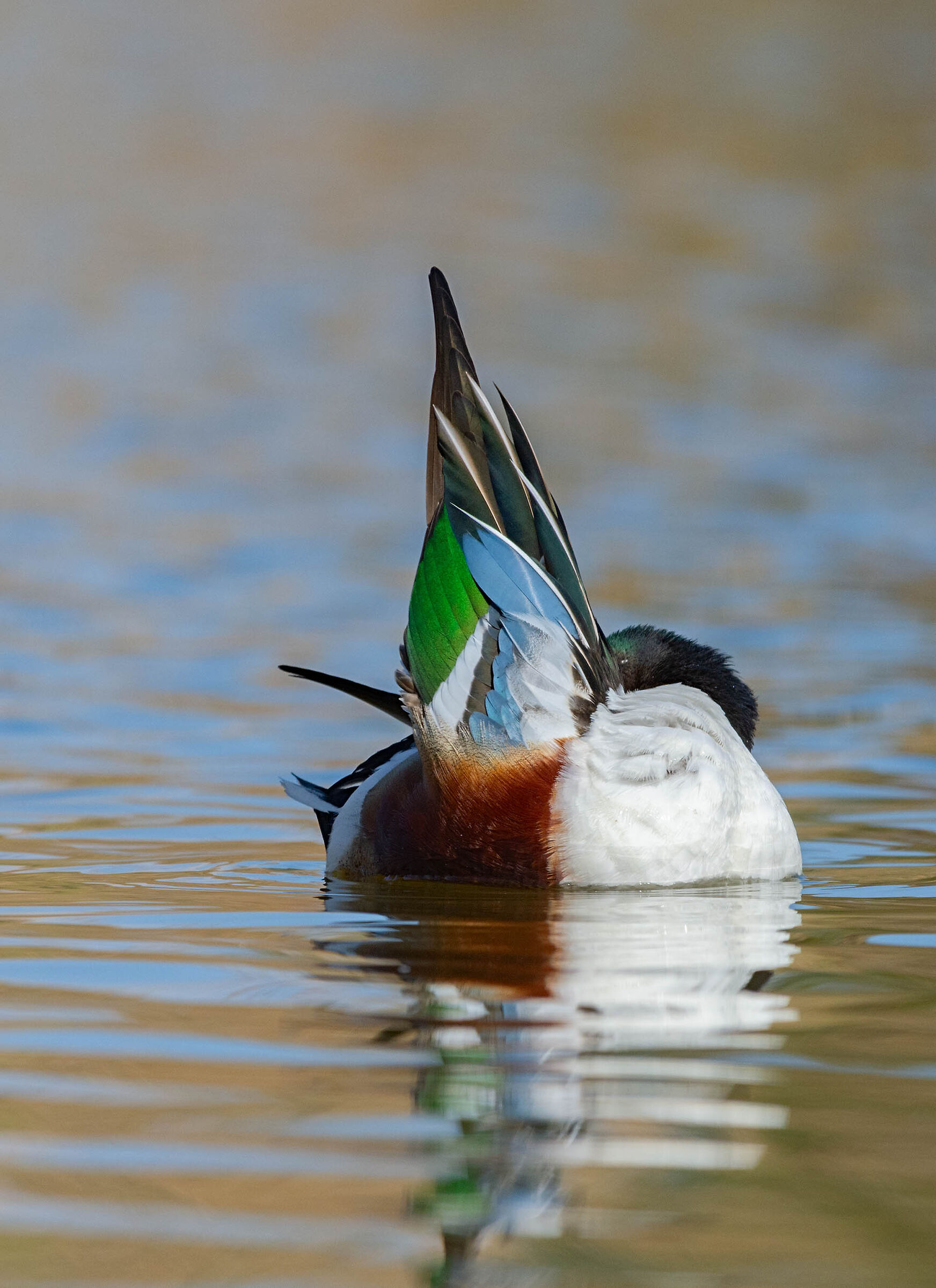 Ma dove l'ho messo??