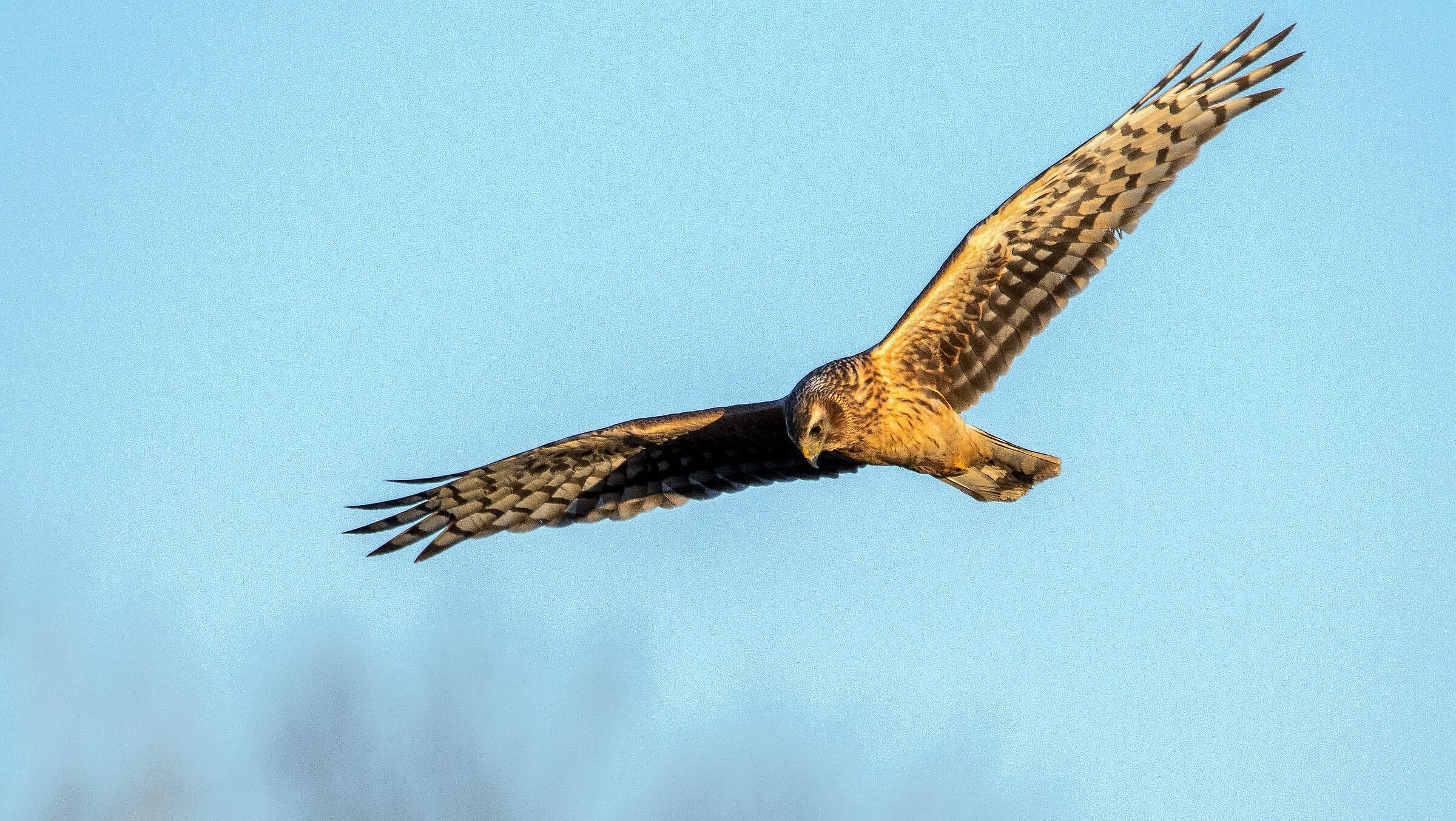 Female harrier