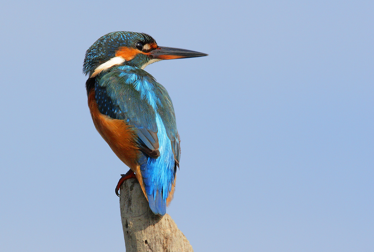 kingfisher