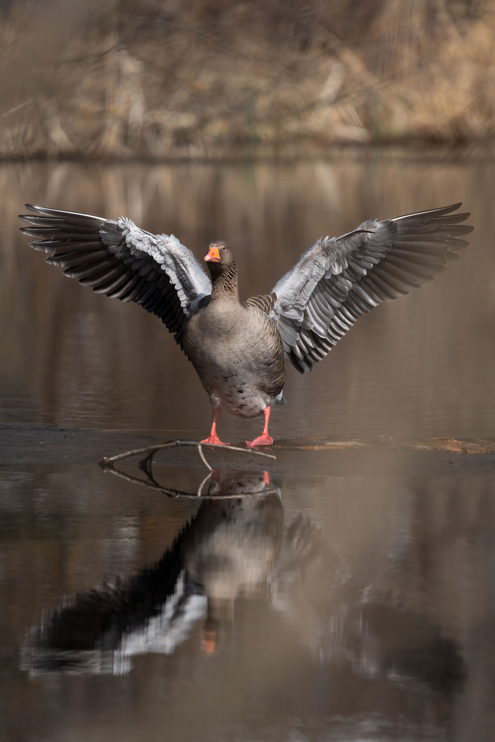 Wild goose (Lago Pudro - Trentino - Italy)