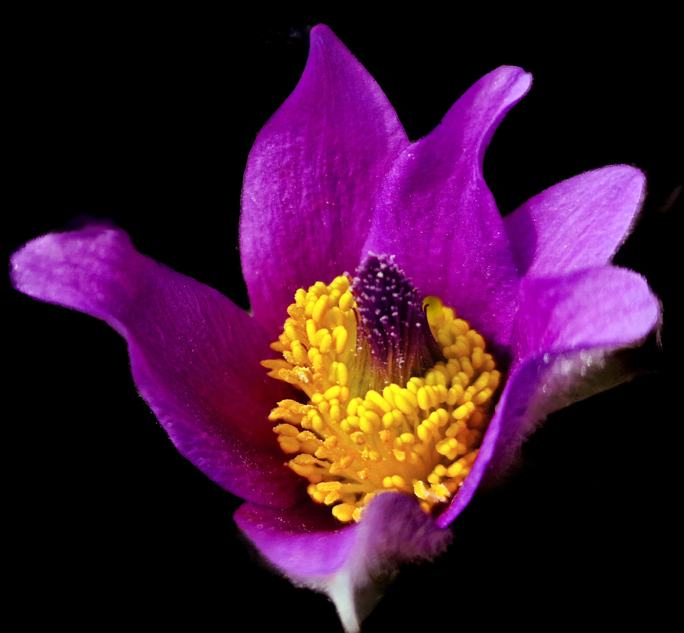 Pulsatilla