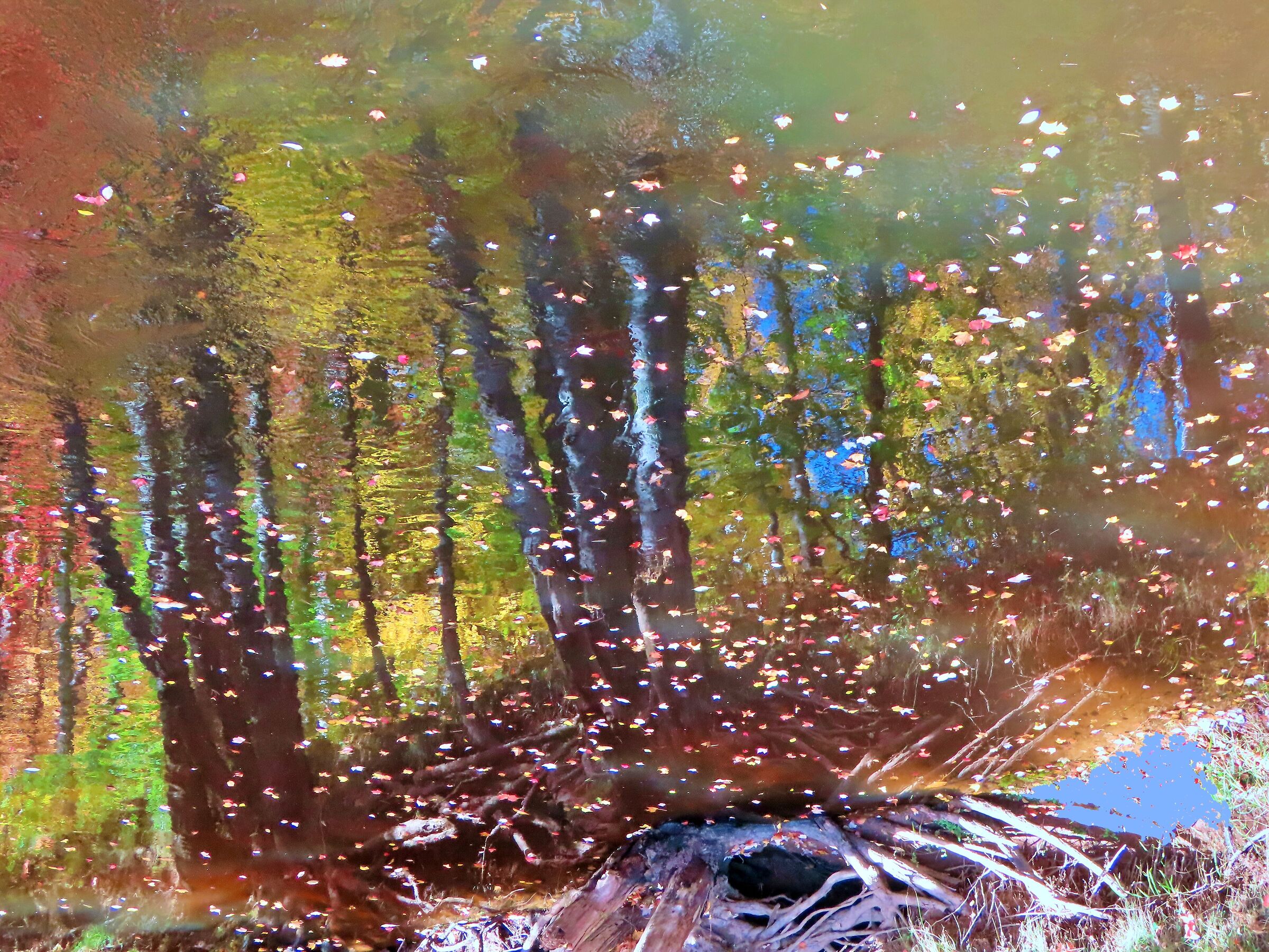 Reflections in the lake