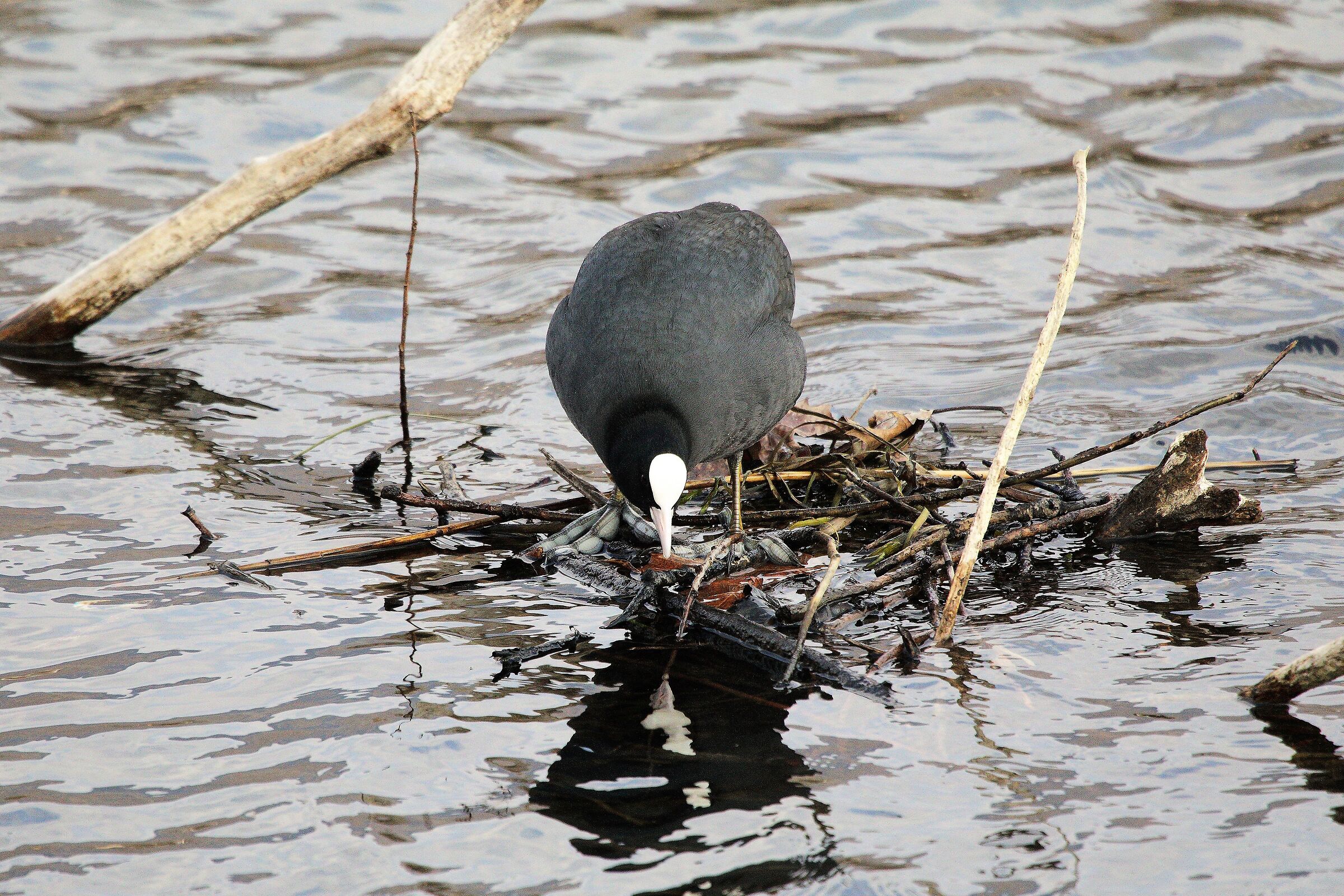 coot 05-03-2022