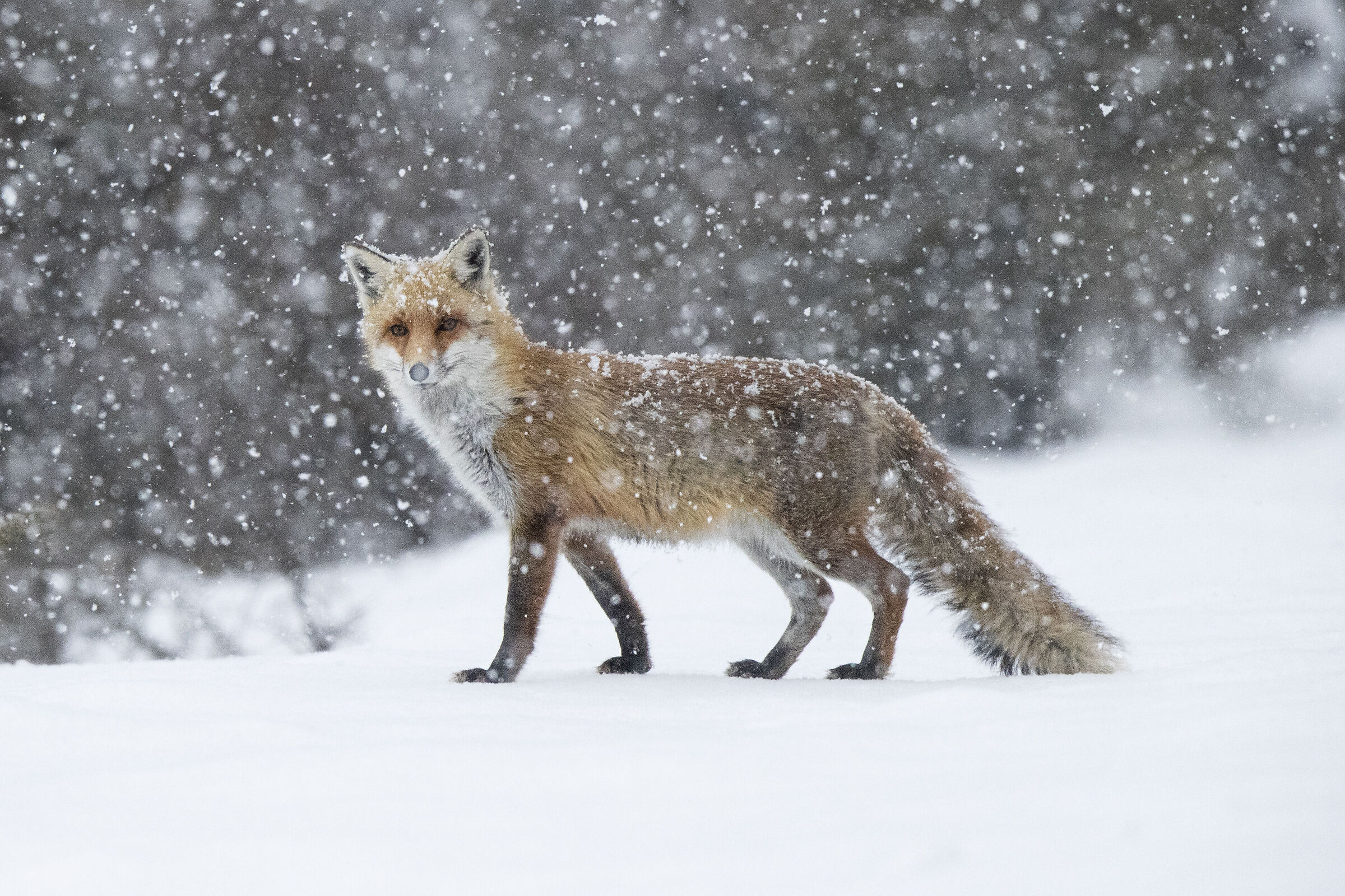 Fox under the snow