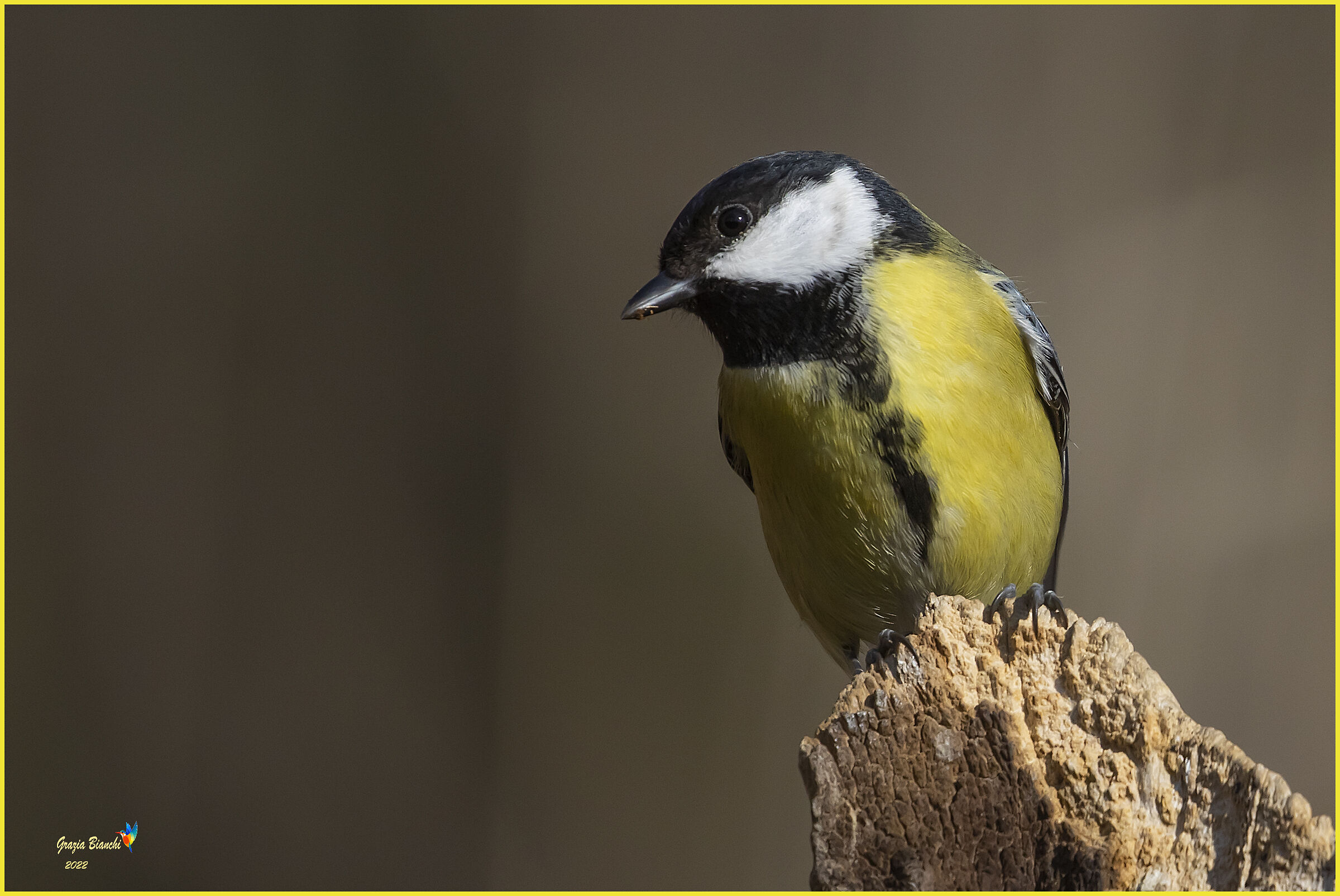 Cinciallegra (Parus major) - 11.3.2022