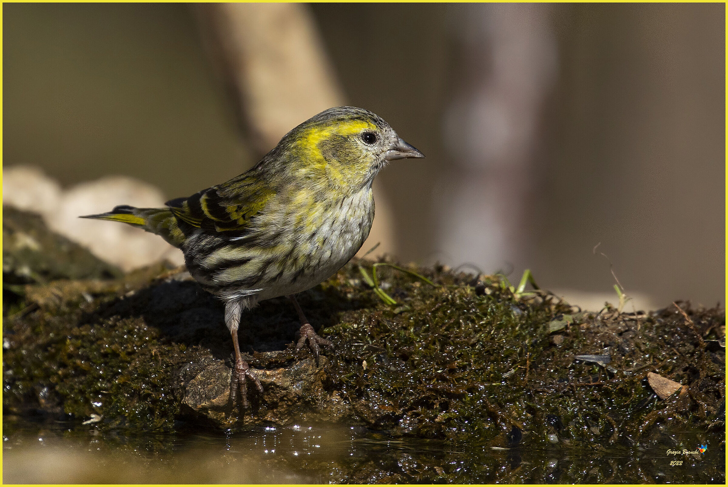 Lucherino (Spinus spinus) - 11.3.2022