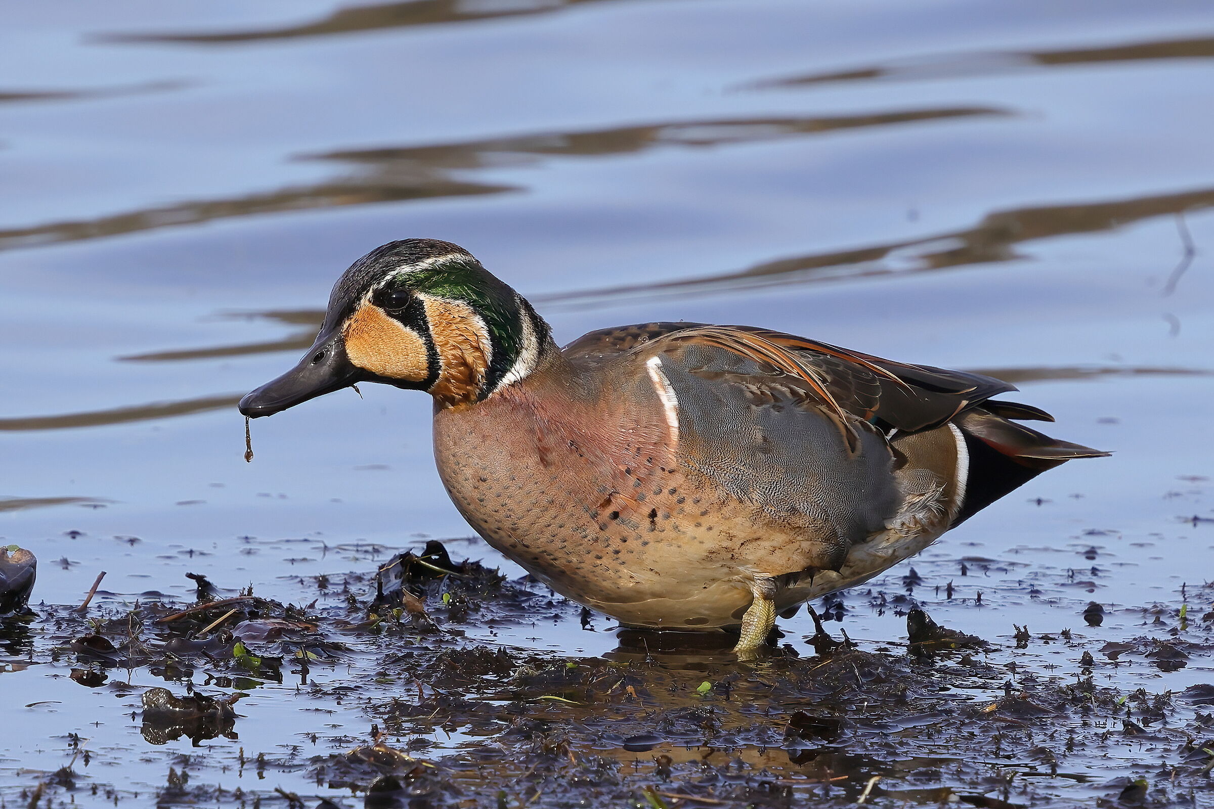 Asian teal