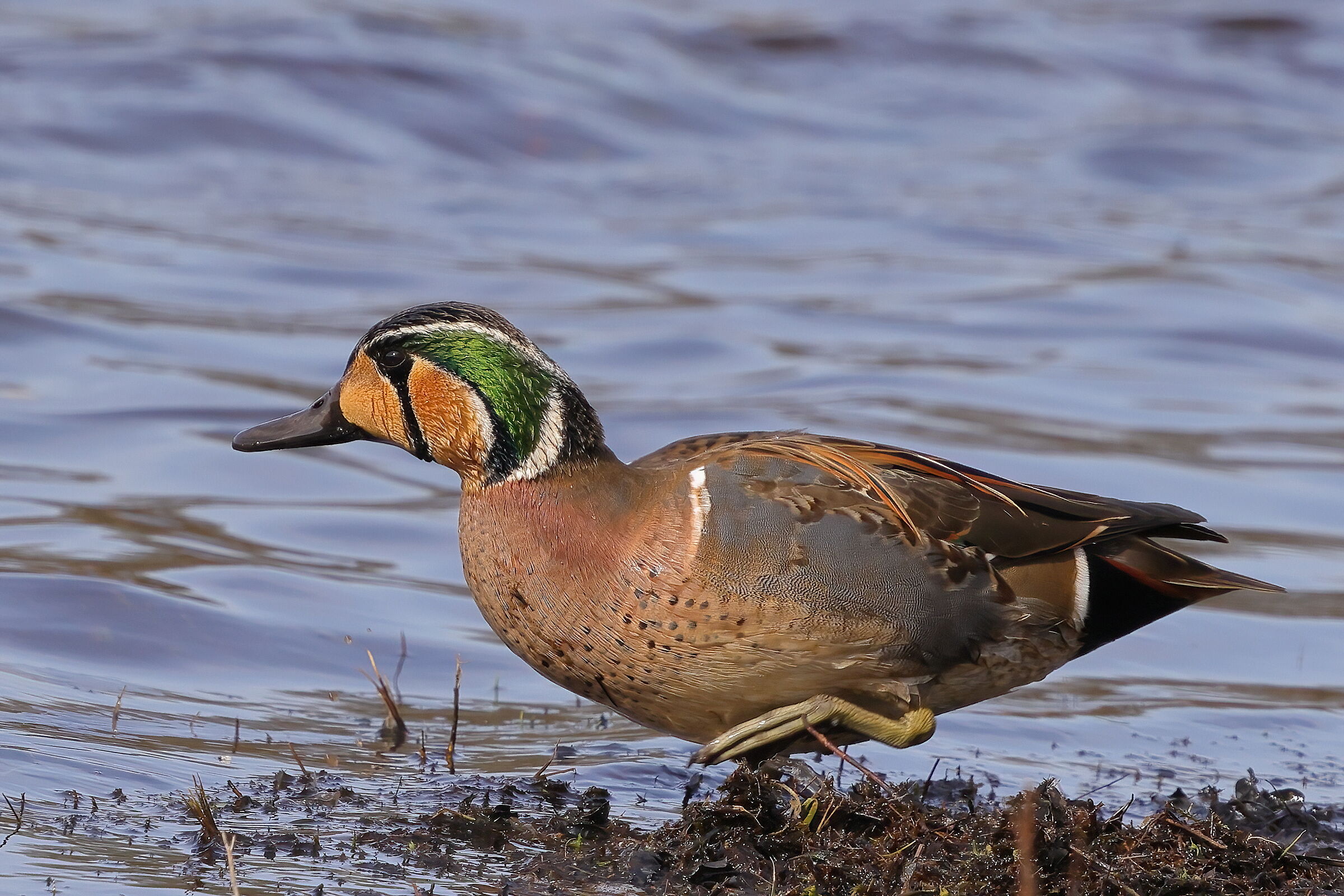 Asian teal