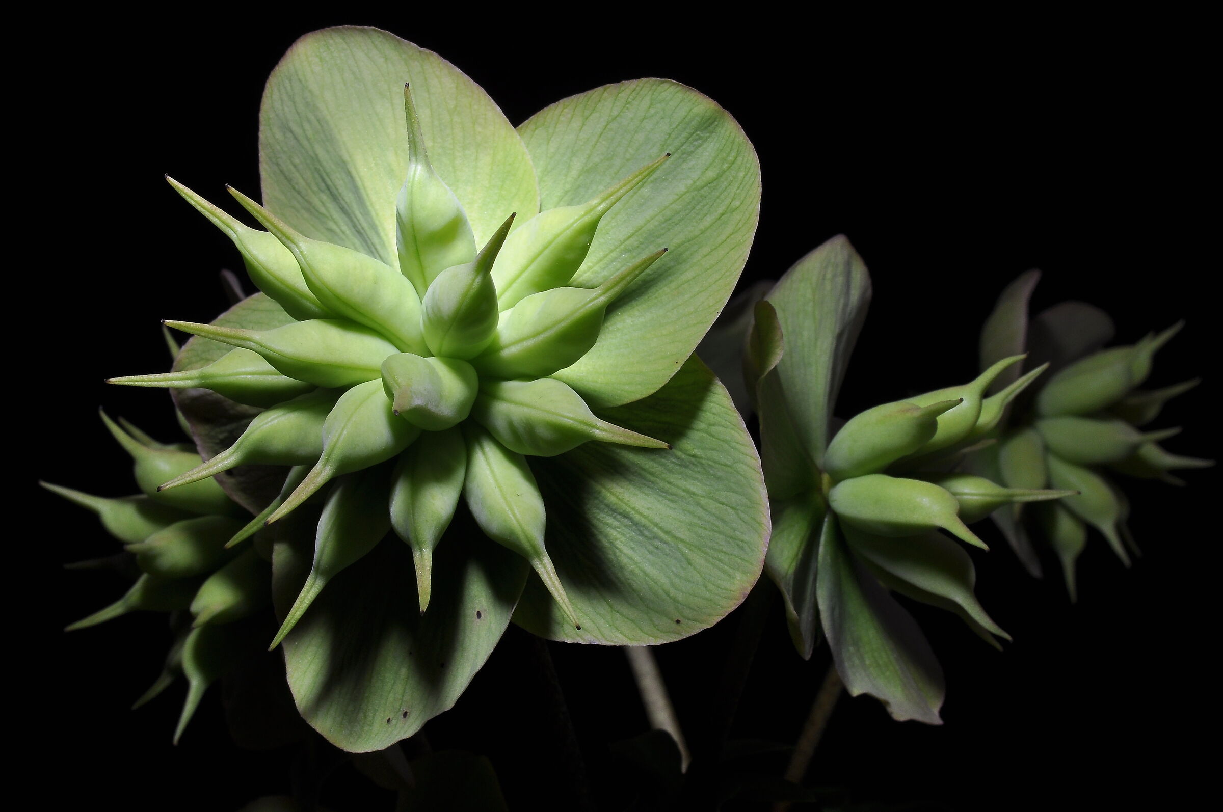 Helleborus