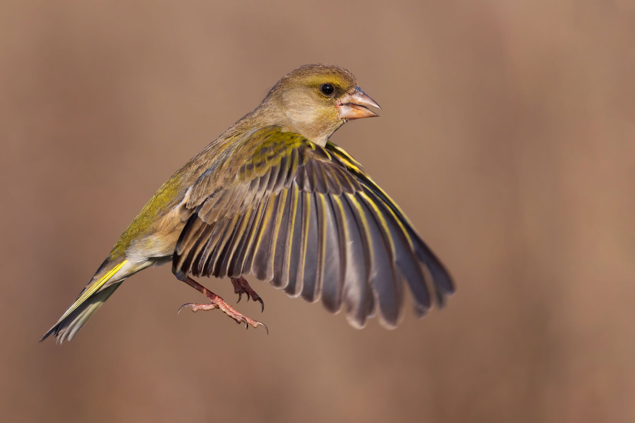 Greenfinch