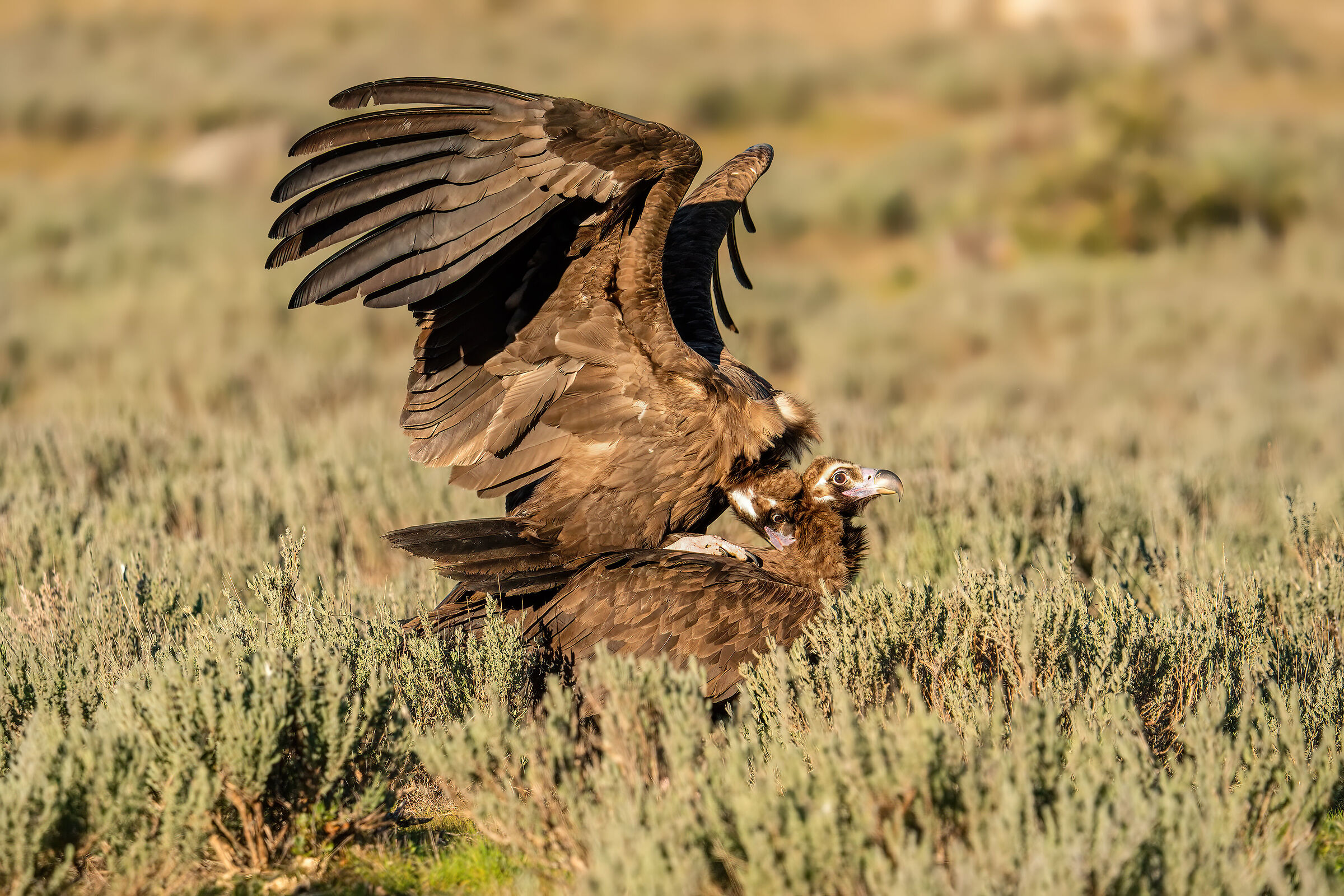 Avvoltoi monaci in accoppiamento