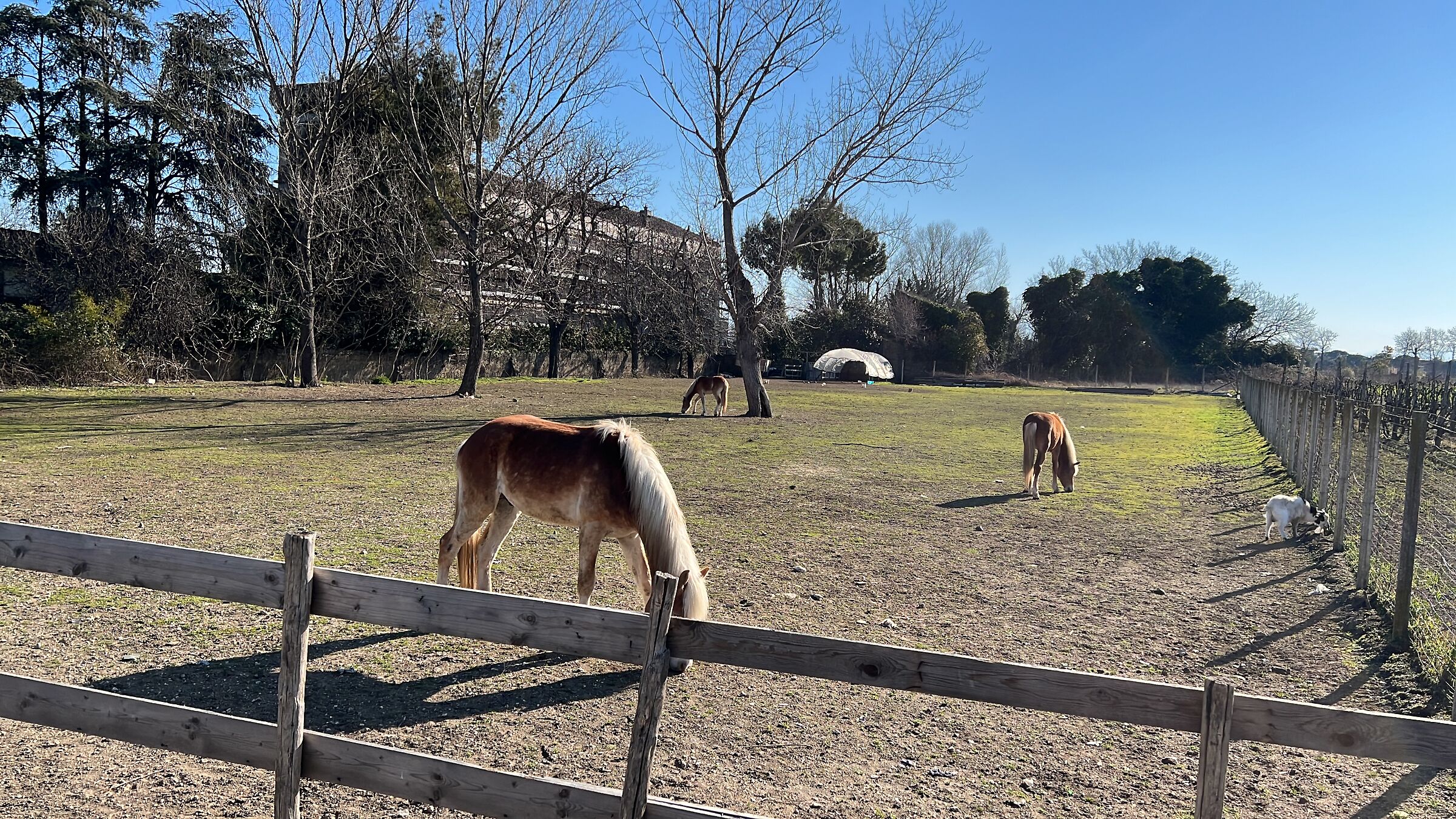 Cavalli in libertà