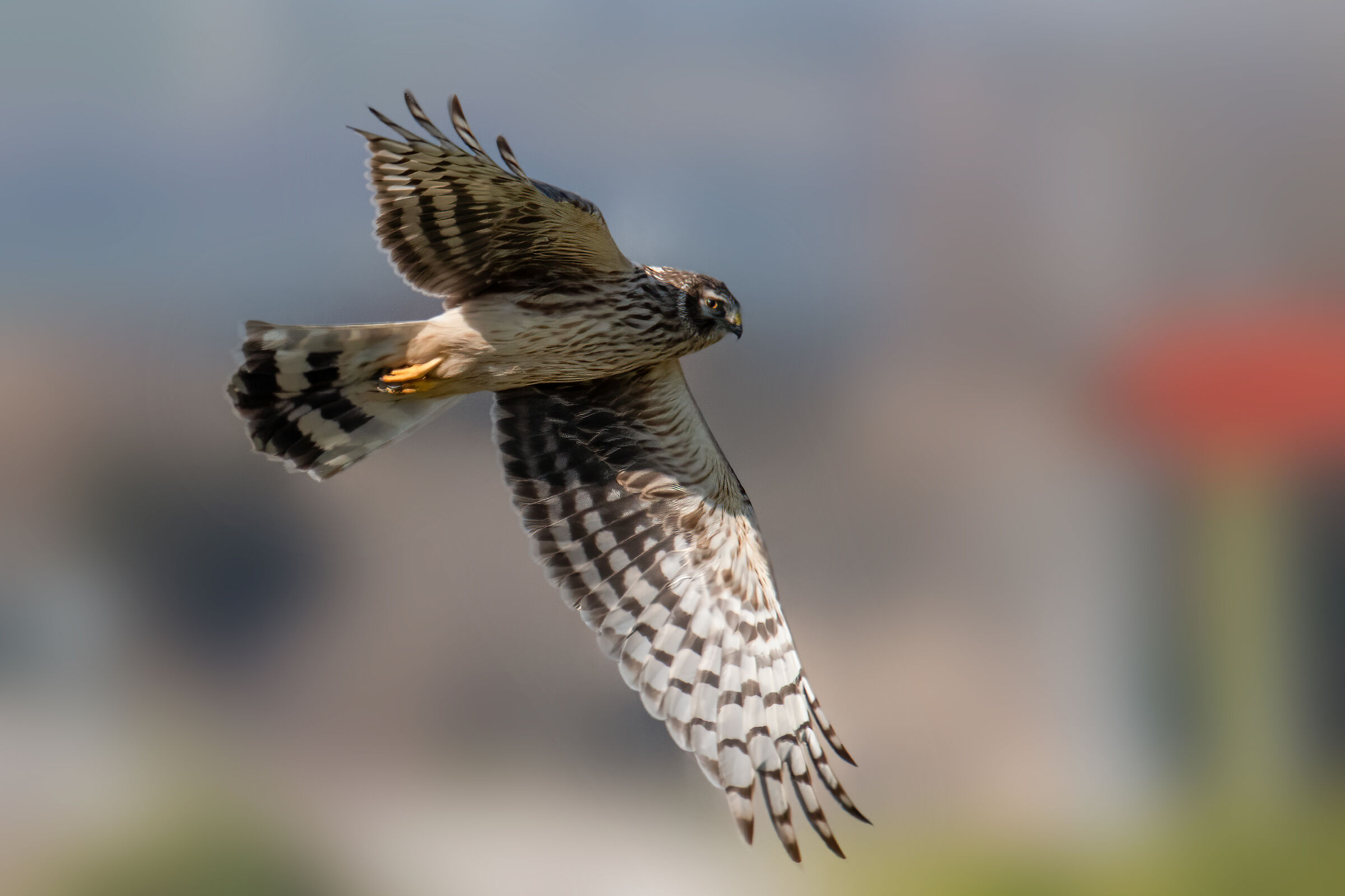Albanella reale femmina