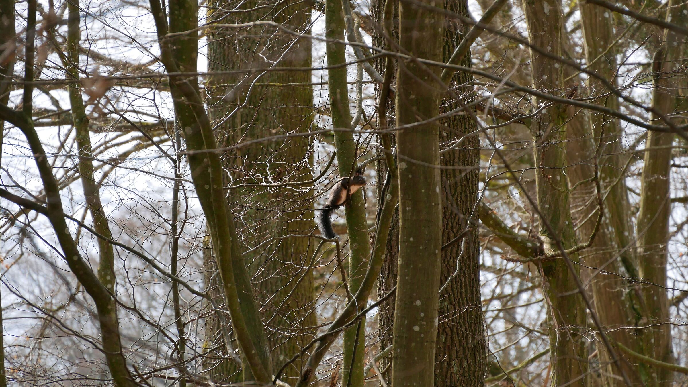 Squirrel