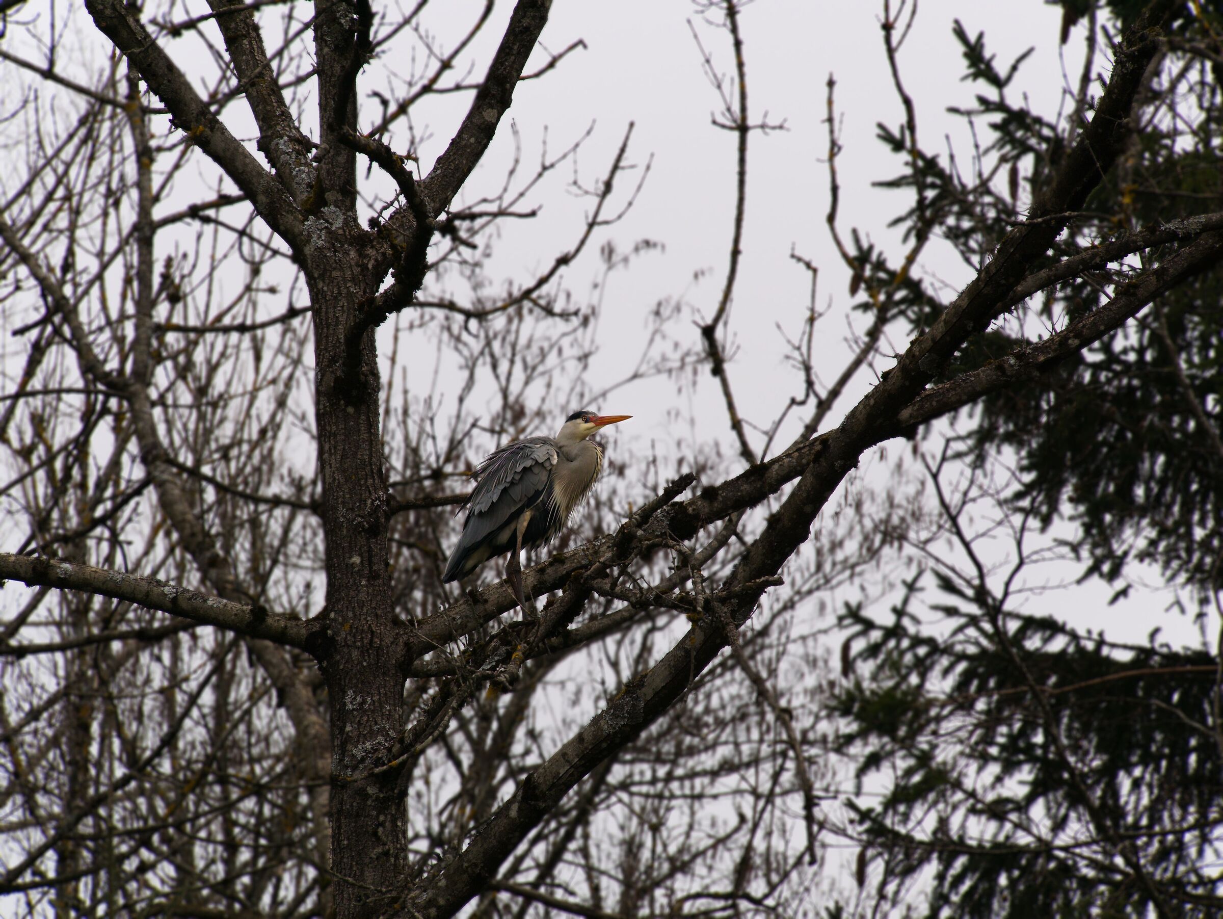 Heron