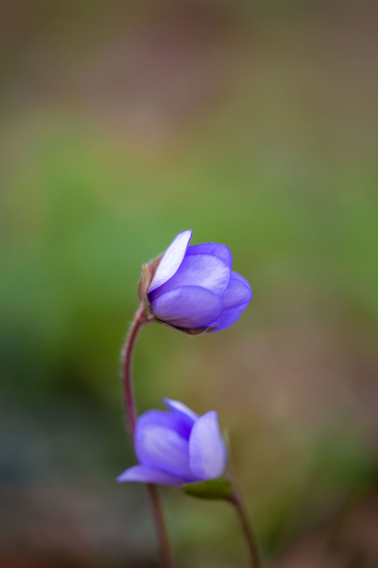 Hepatica nobilis