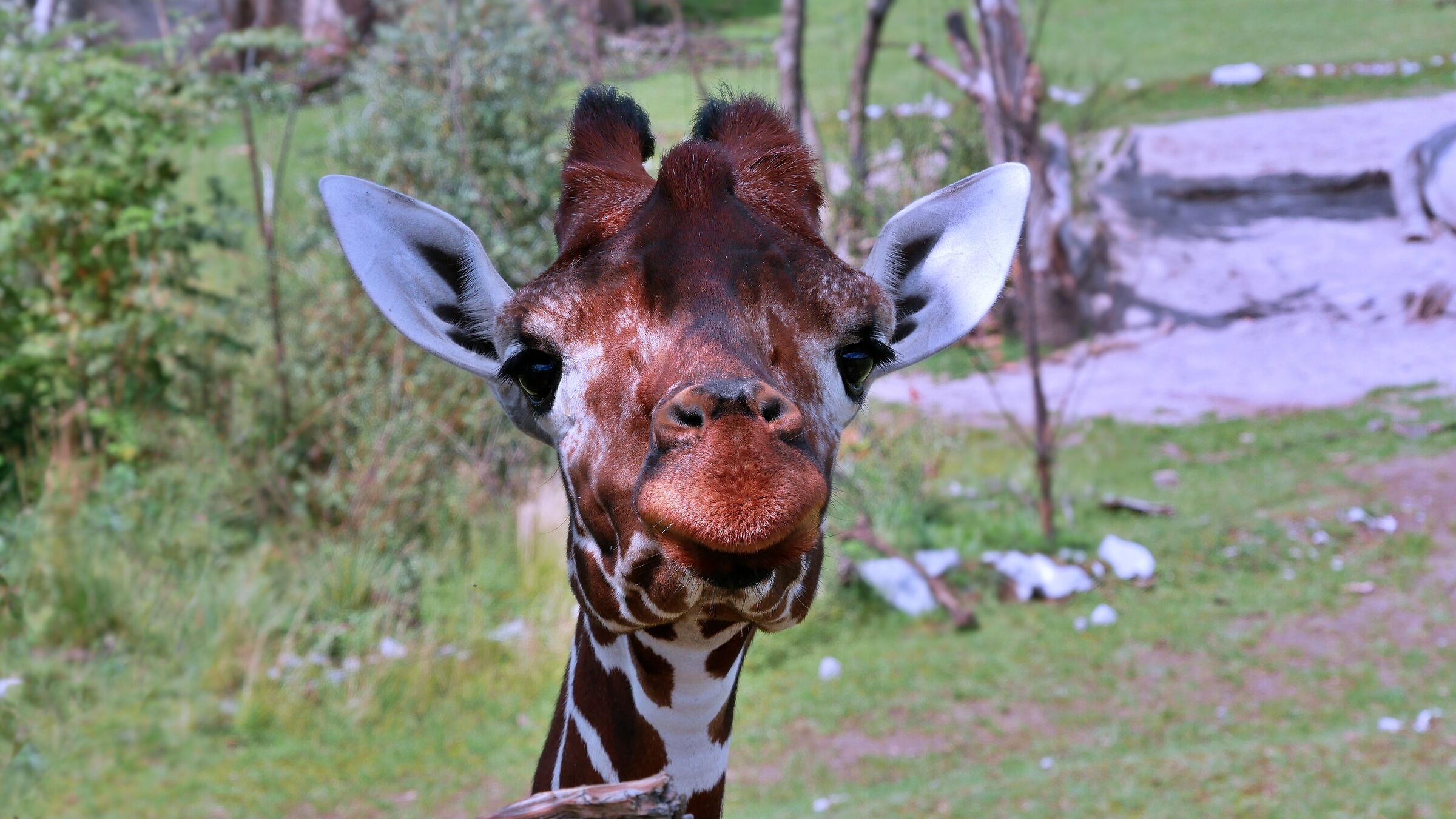 Giraffe
