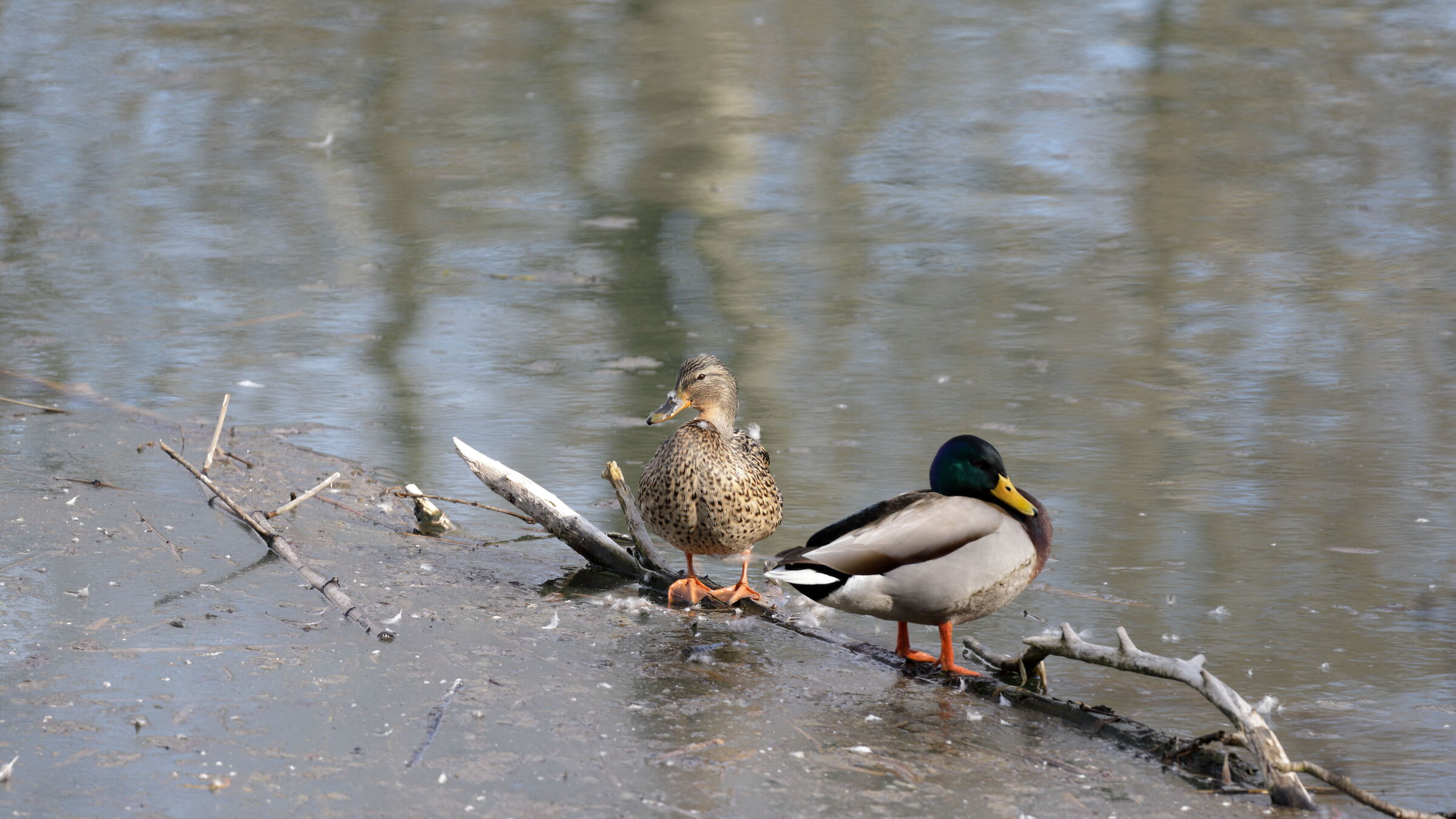 Natural oasis the Madonnina