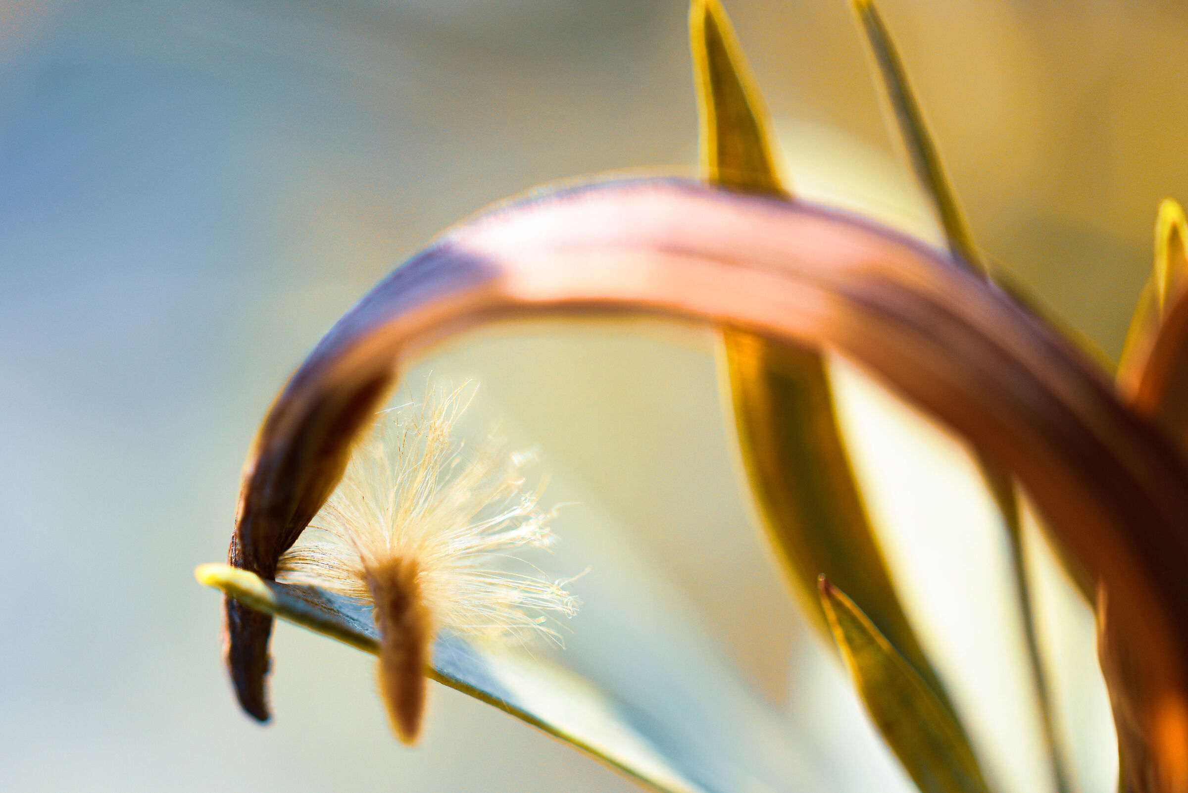 Oleander seed in spring