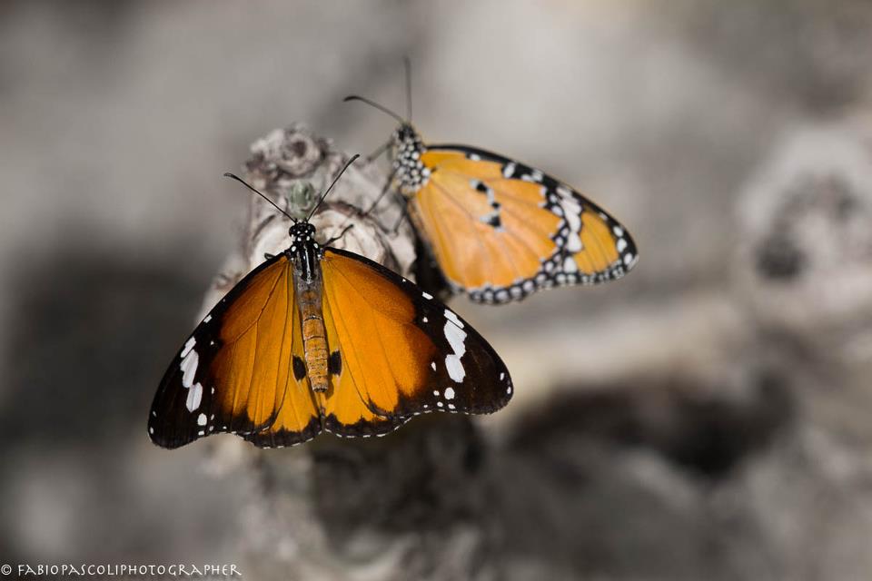 Hypolimnas Misippus - femmina