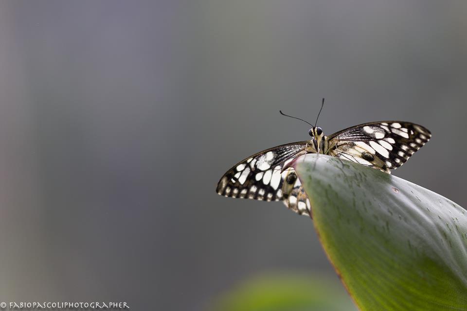 Papilio Demodocus