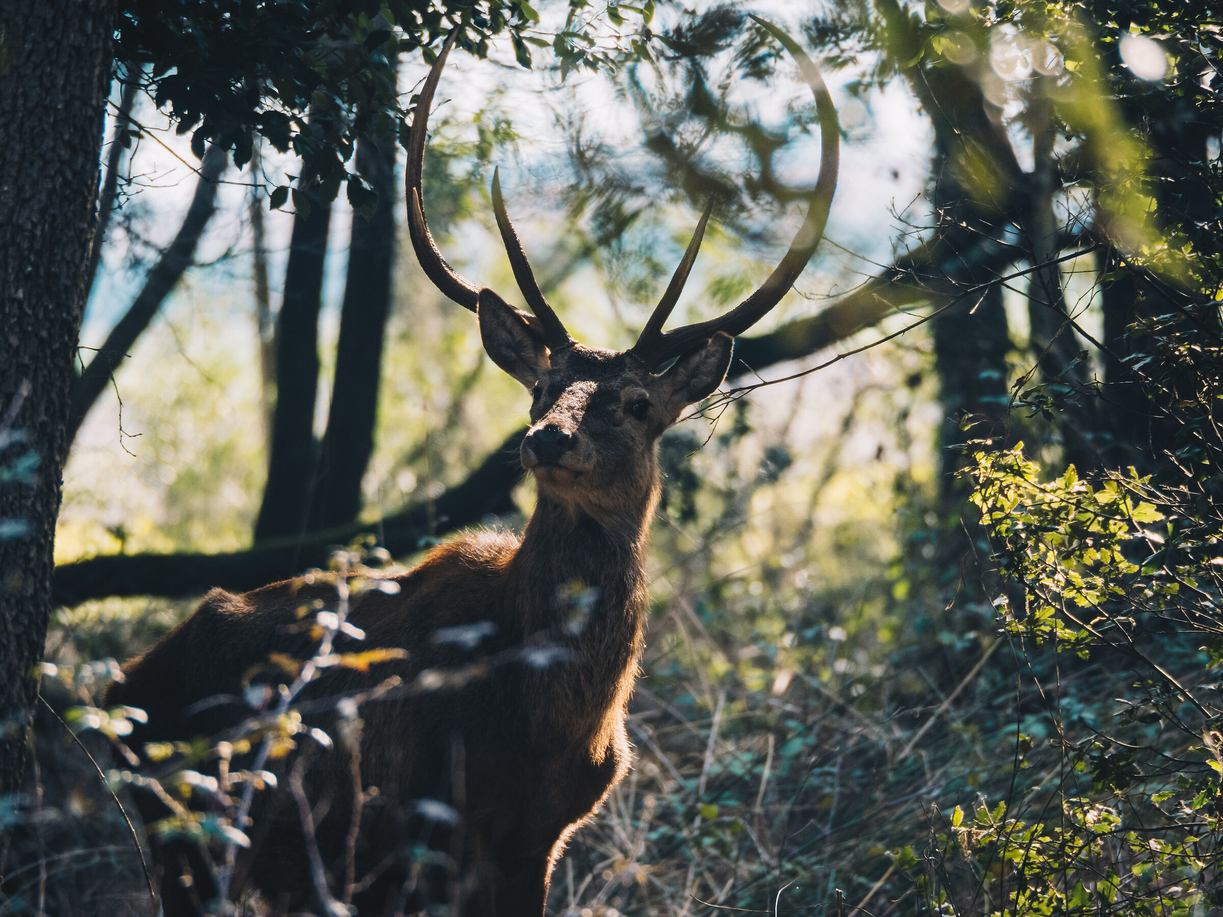 deer - Bosco della Mesola