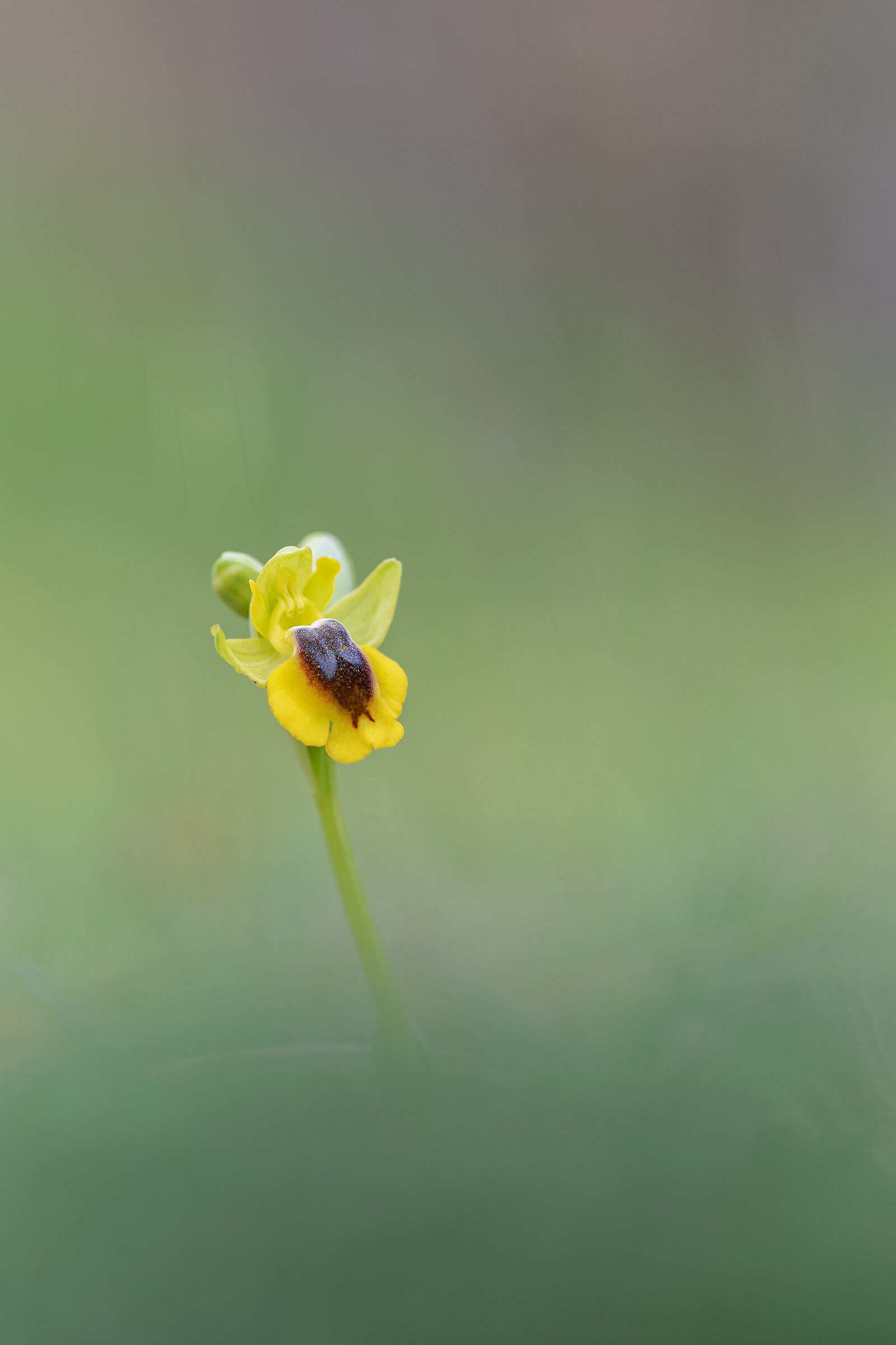 Ophrys lutea 1