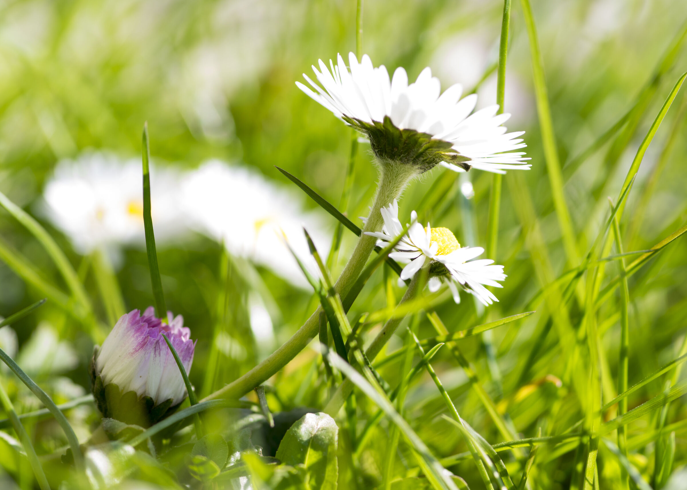Welcome spring