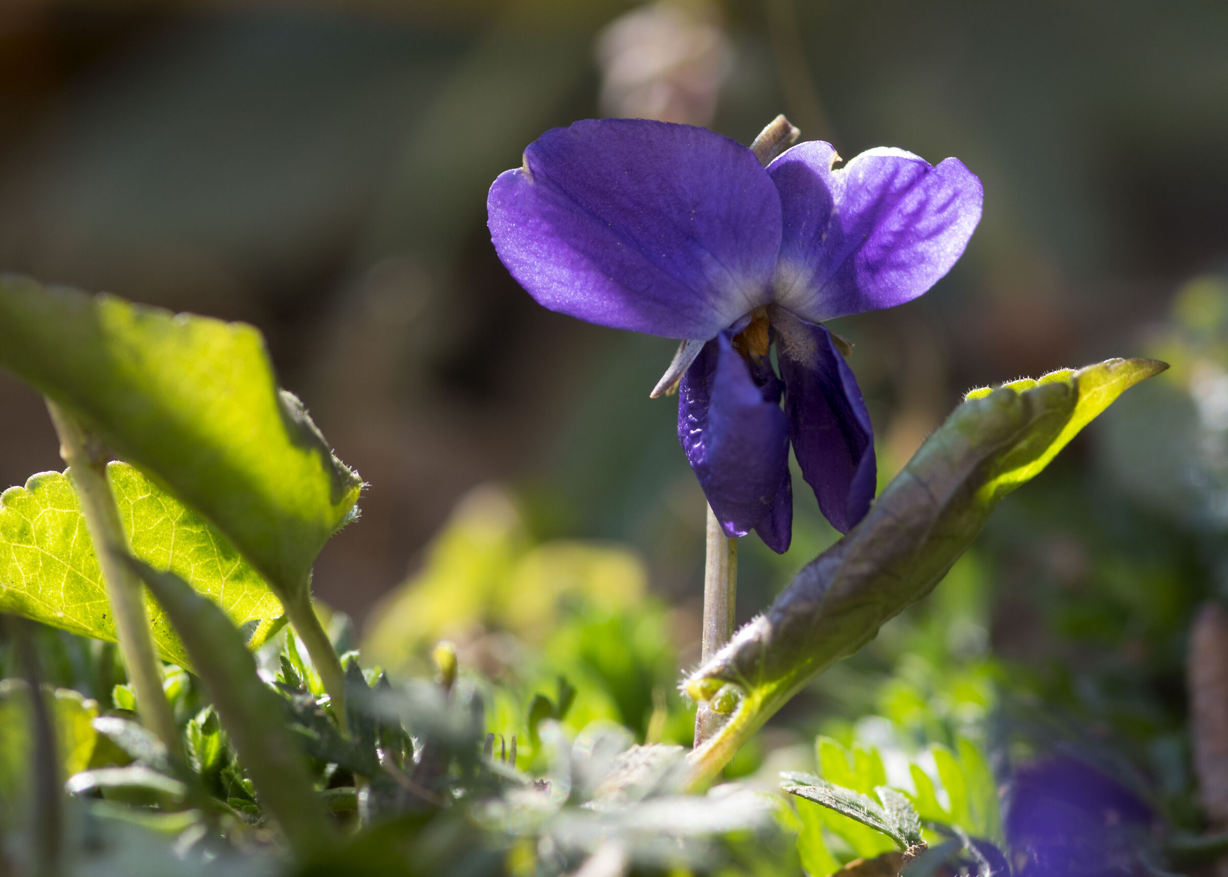Solitary violet