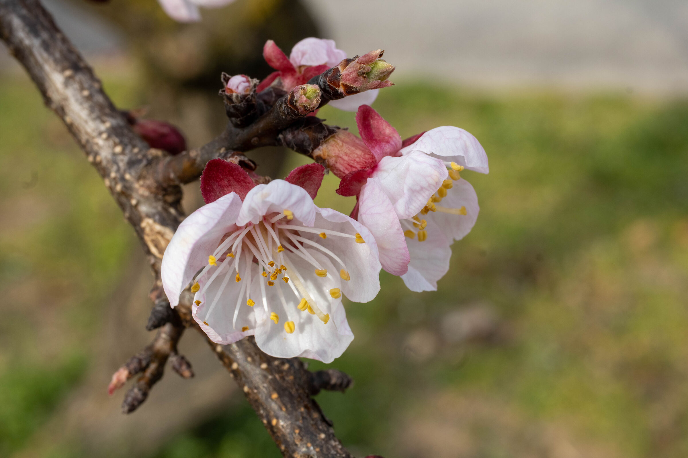 Prime fioriture
