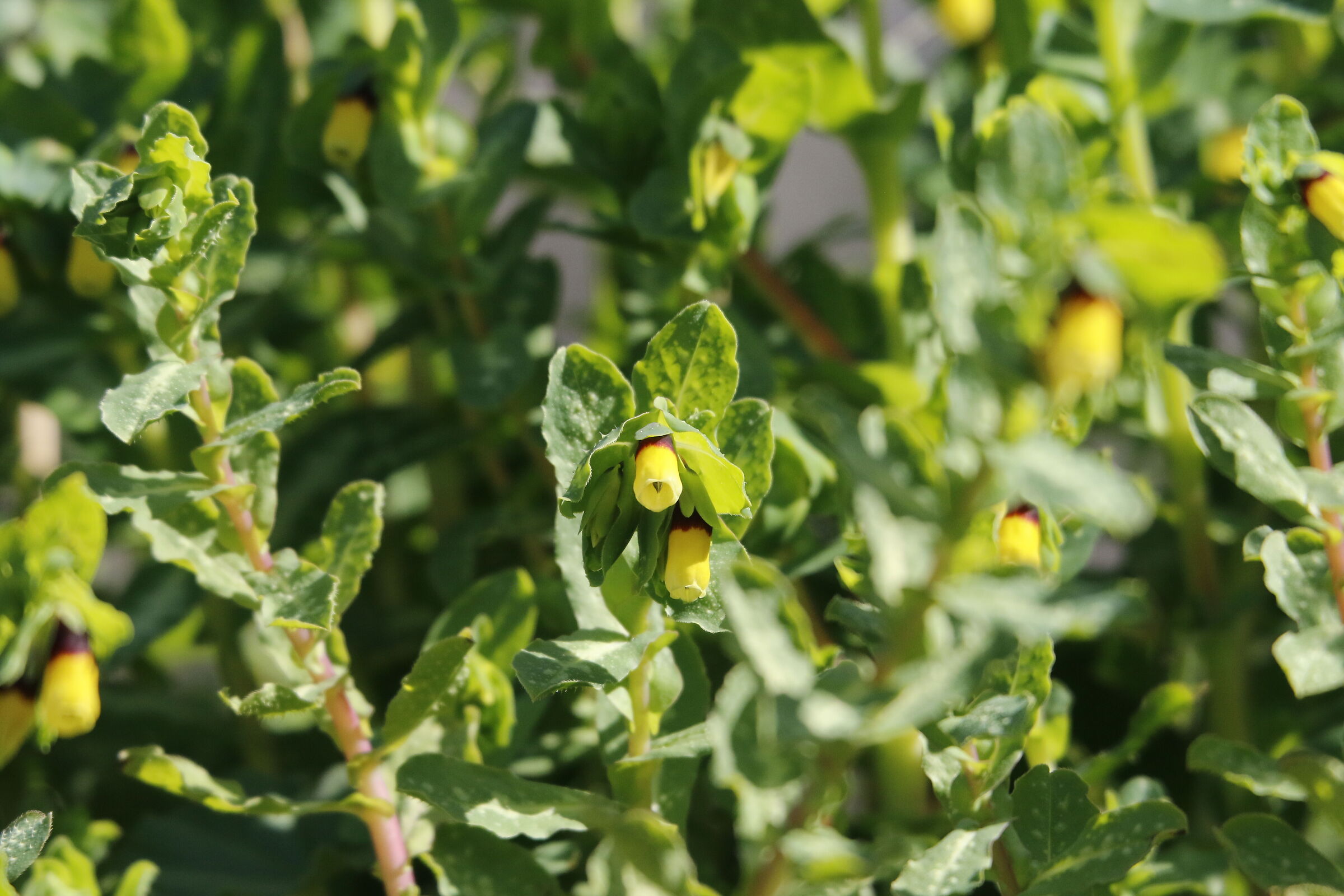 A 170= Crop 272/ Canon 7D II- 70-300 DO IS USM