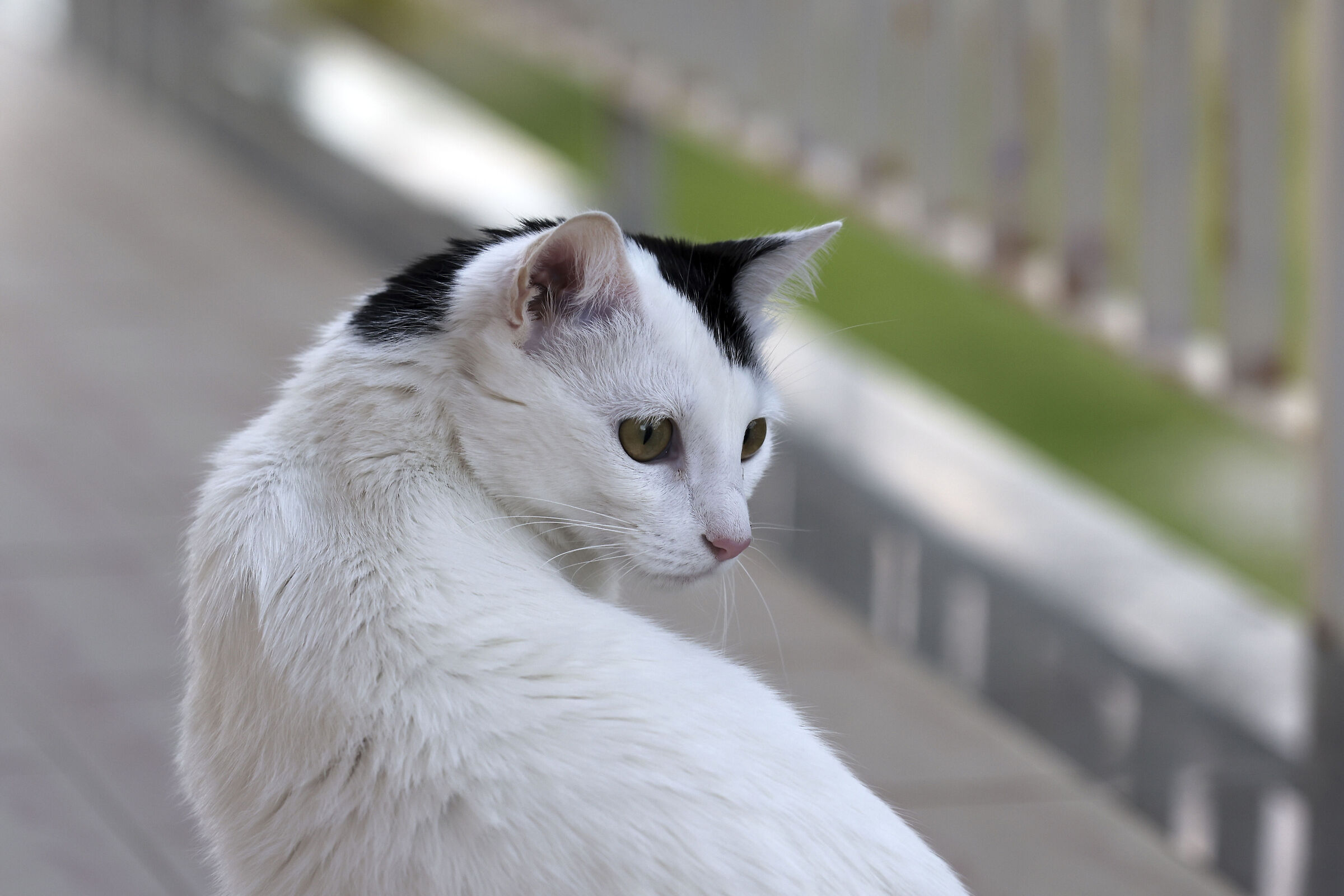 Leila