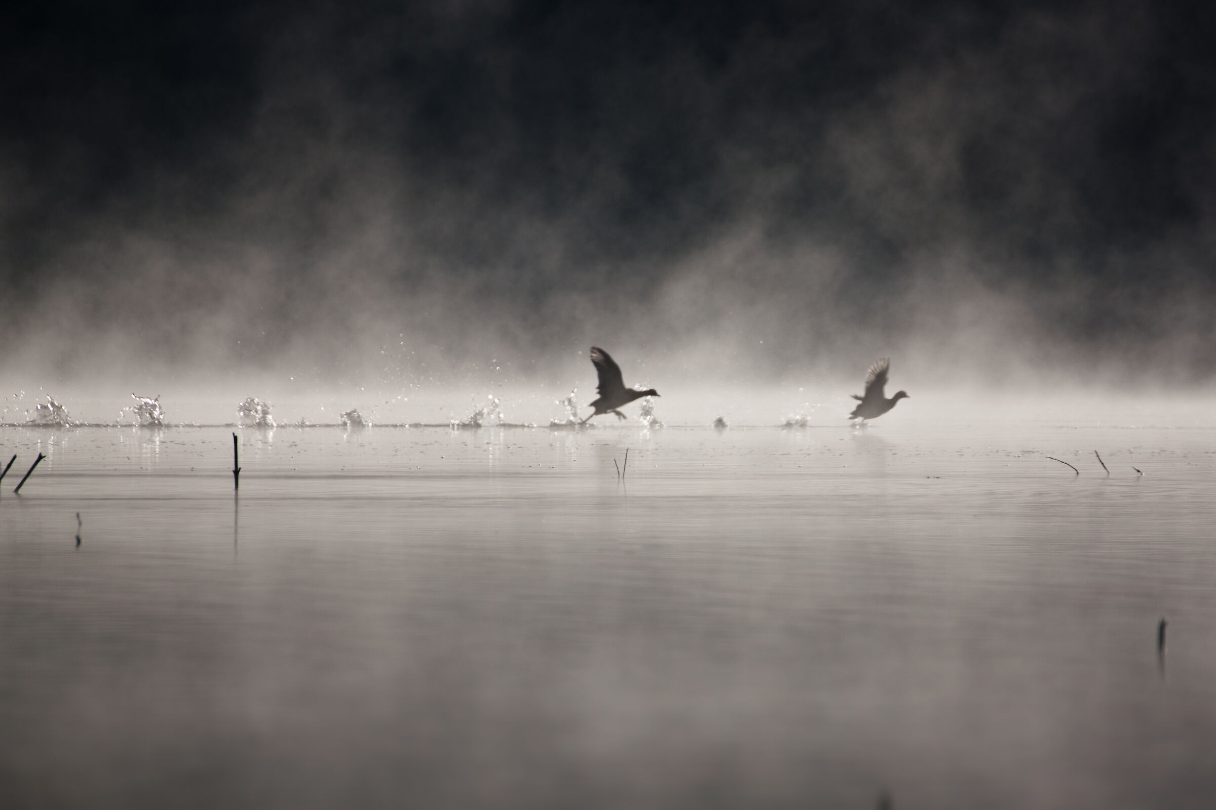 Run on the water (Coot)