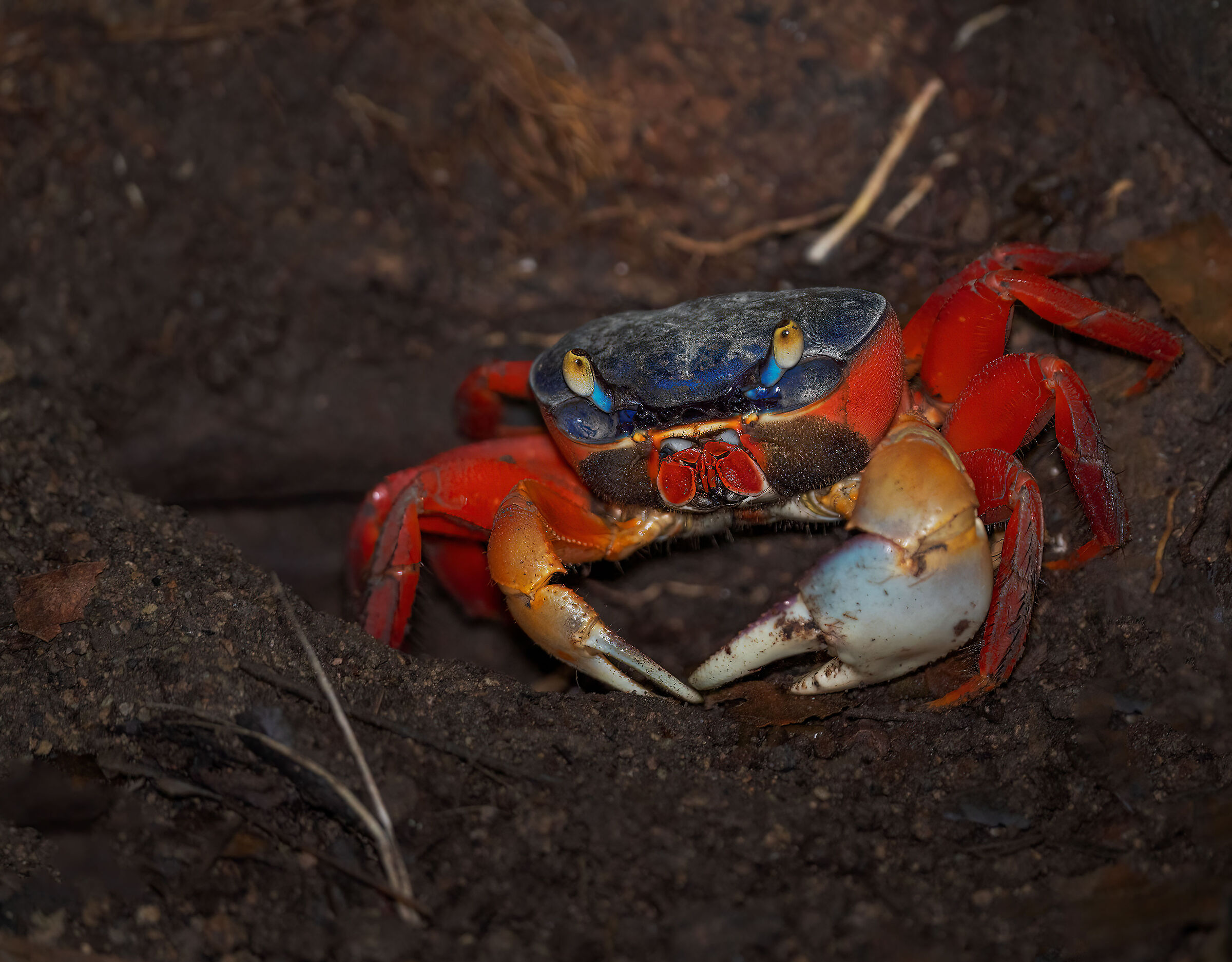 Land crab