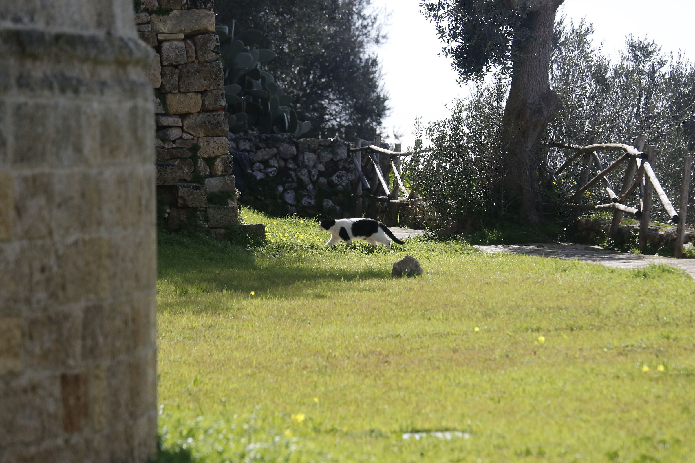 A 170= Crop 272/ Canon 7D II- 70-300 DO IS USM