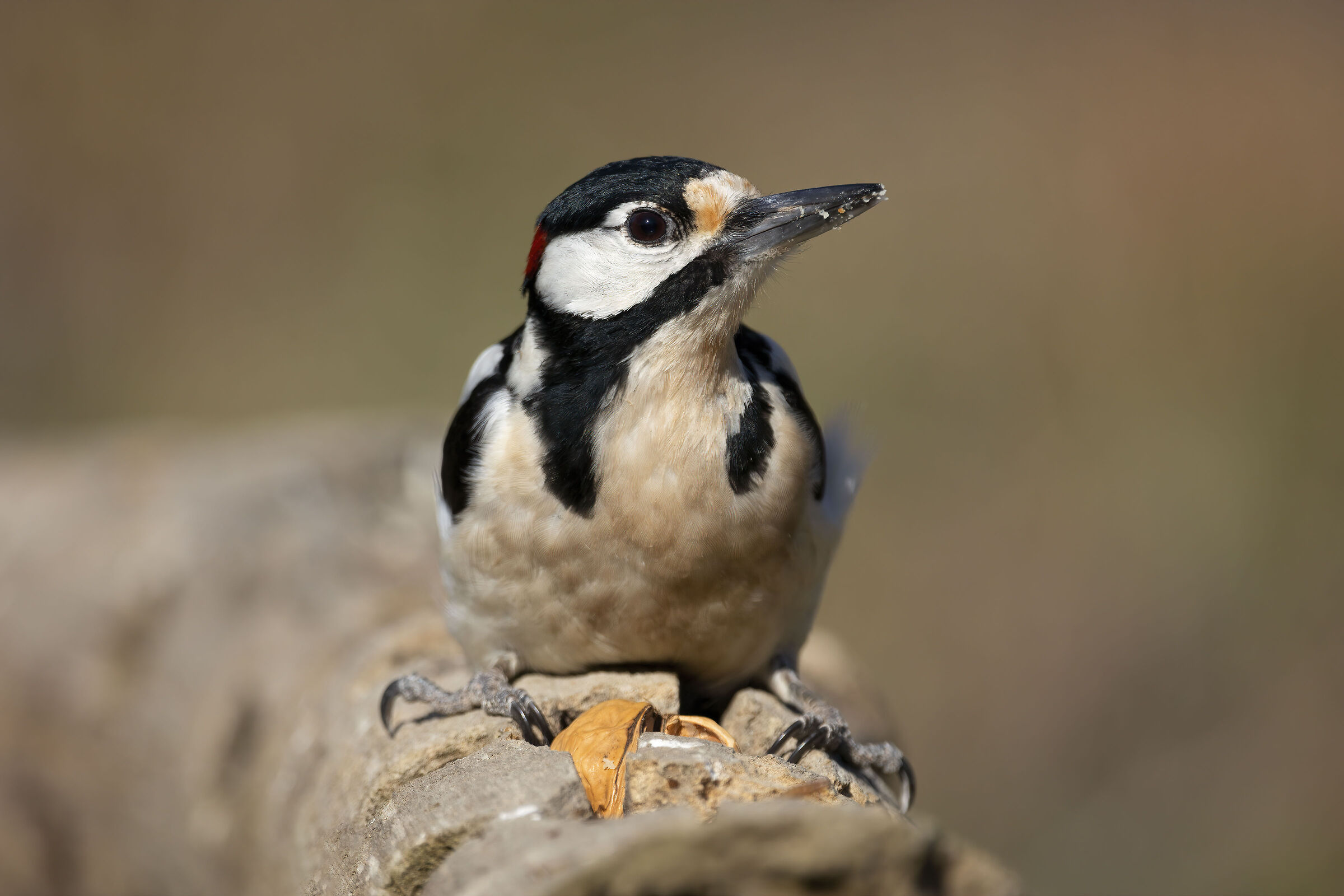 Picchio rosso maggiore