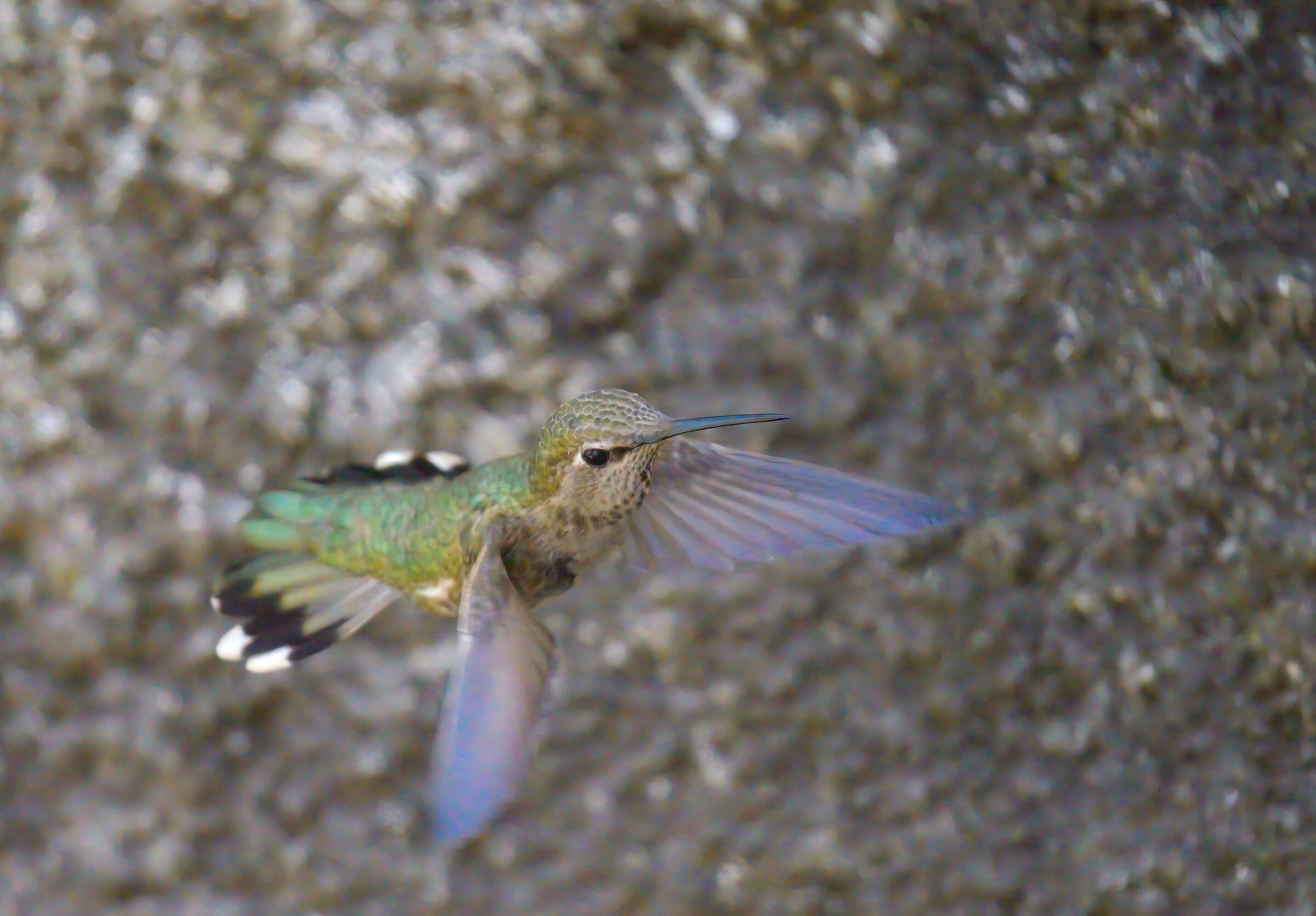 Flying Hummingbird