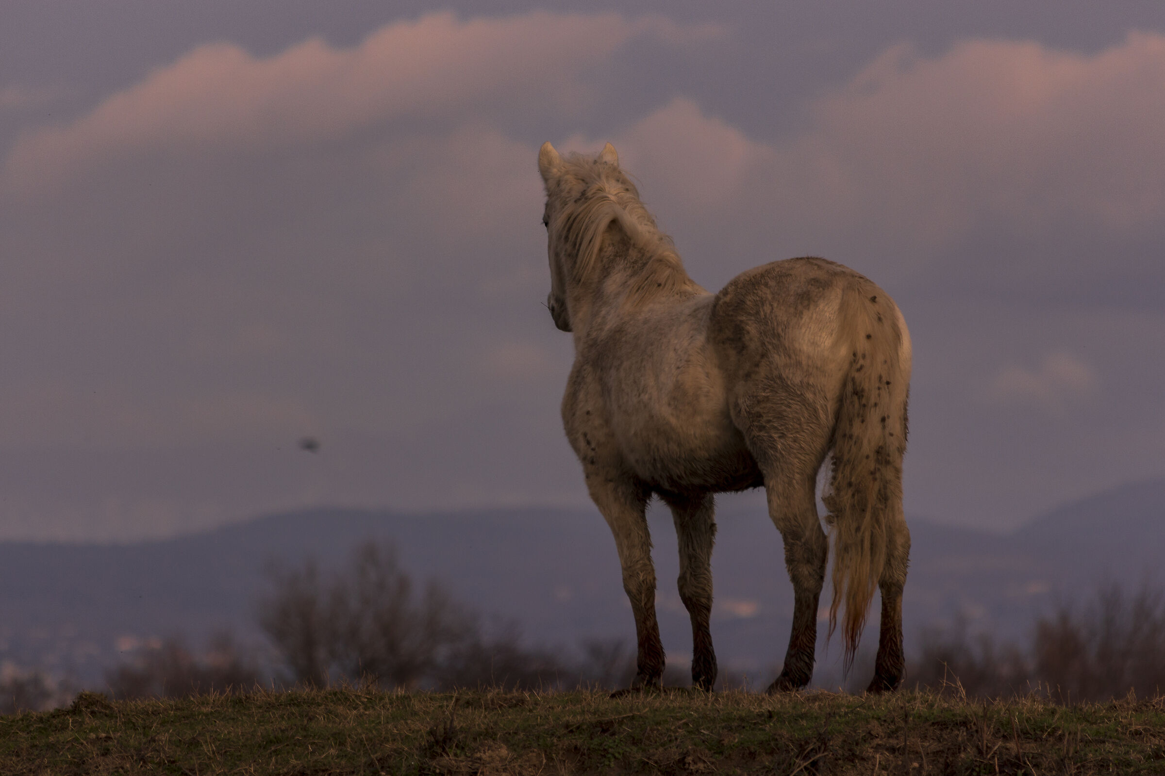 The Horse