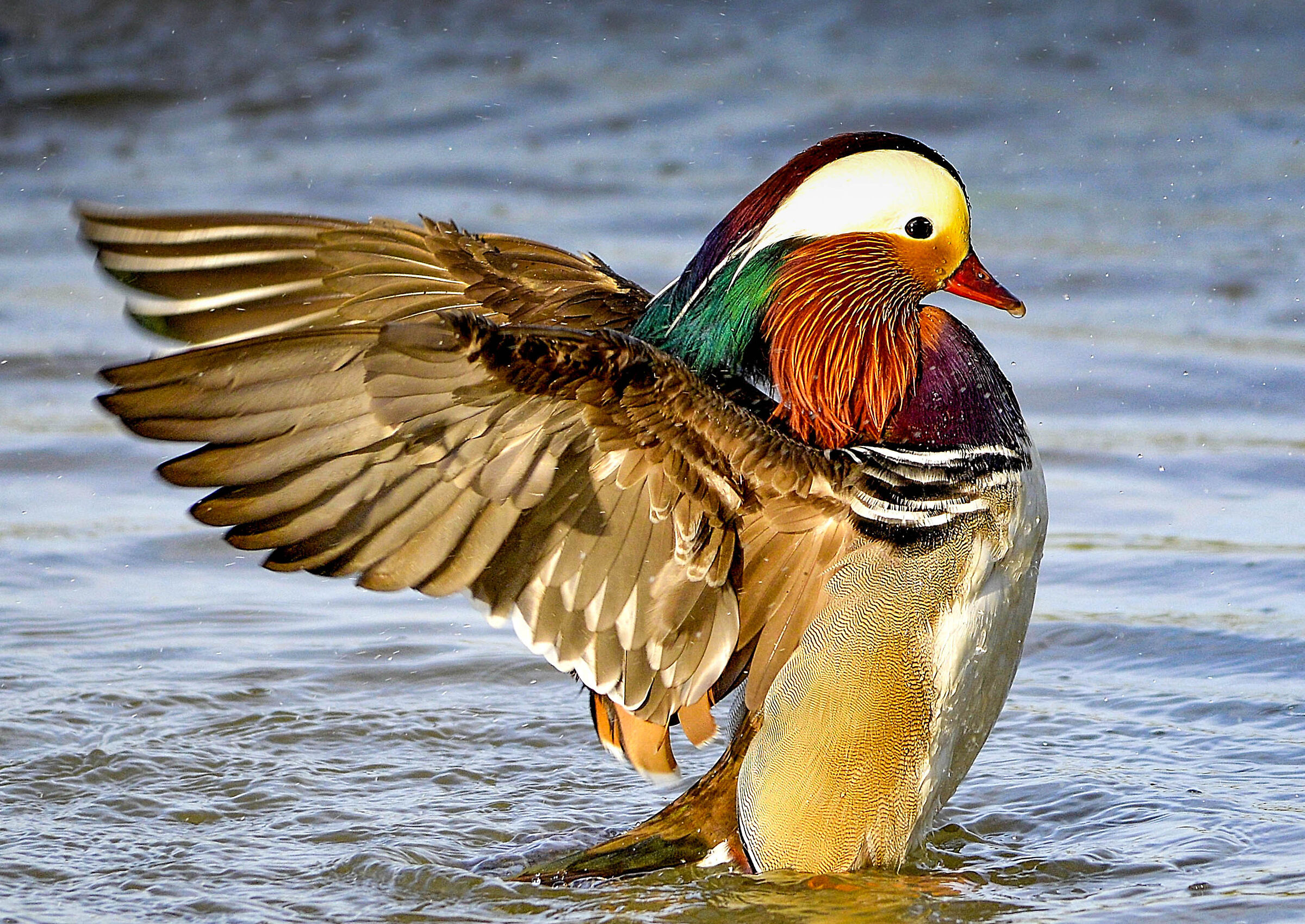 The wings of mandarin