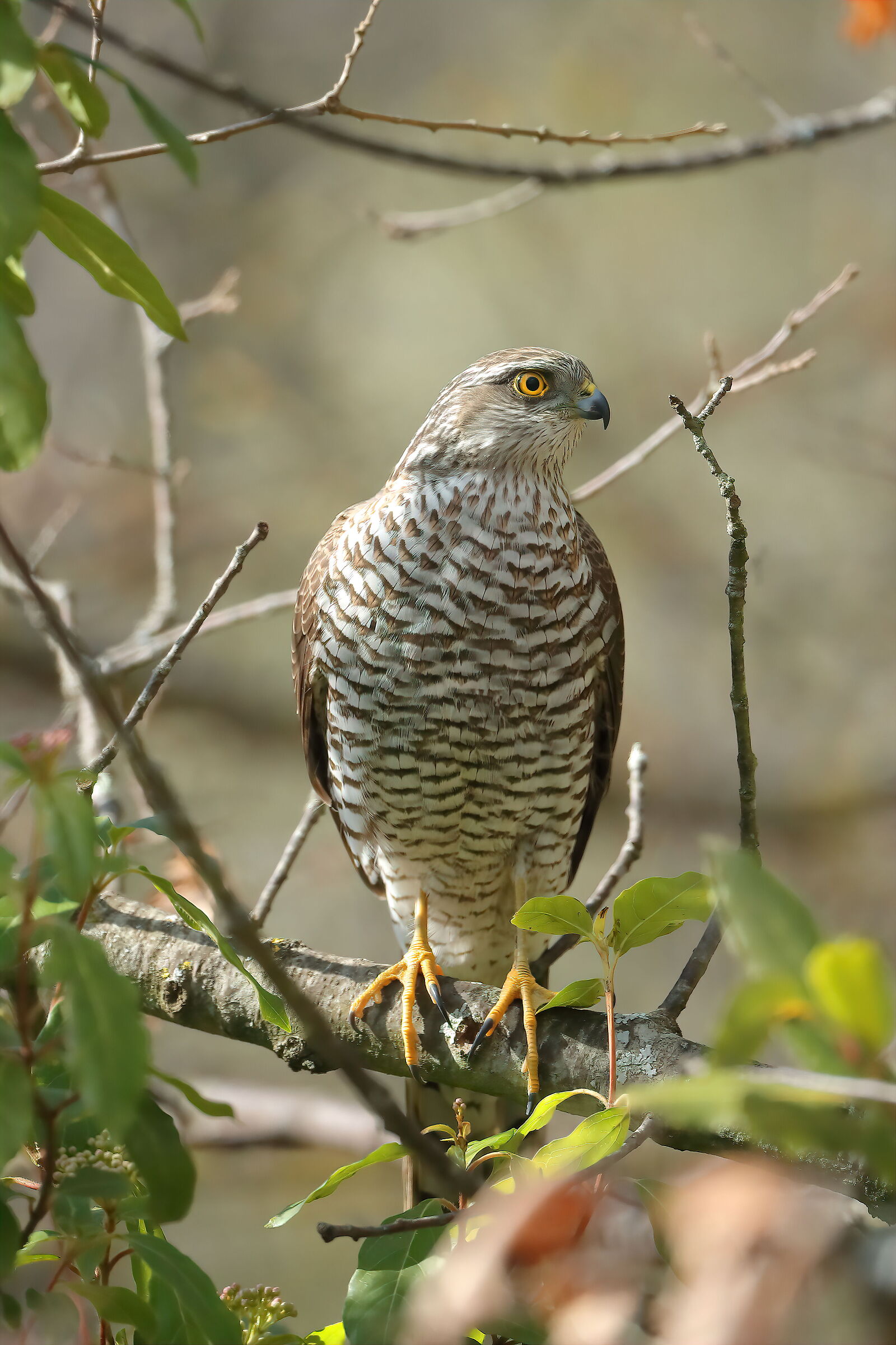 Sparrowhawk f.