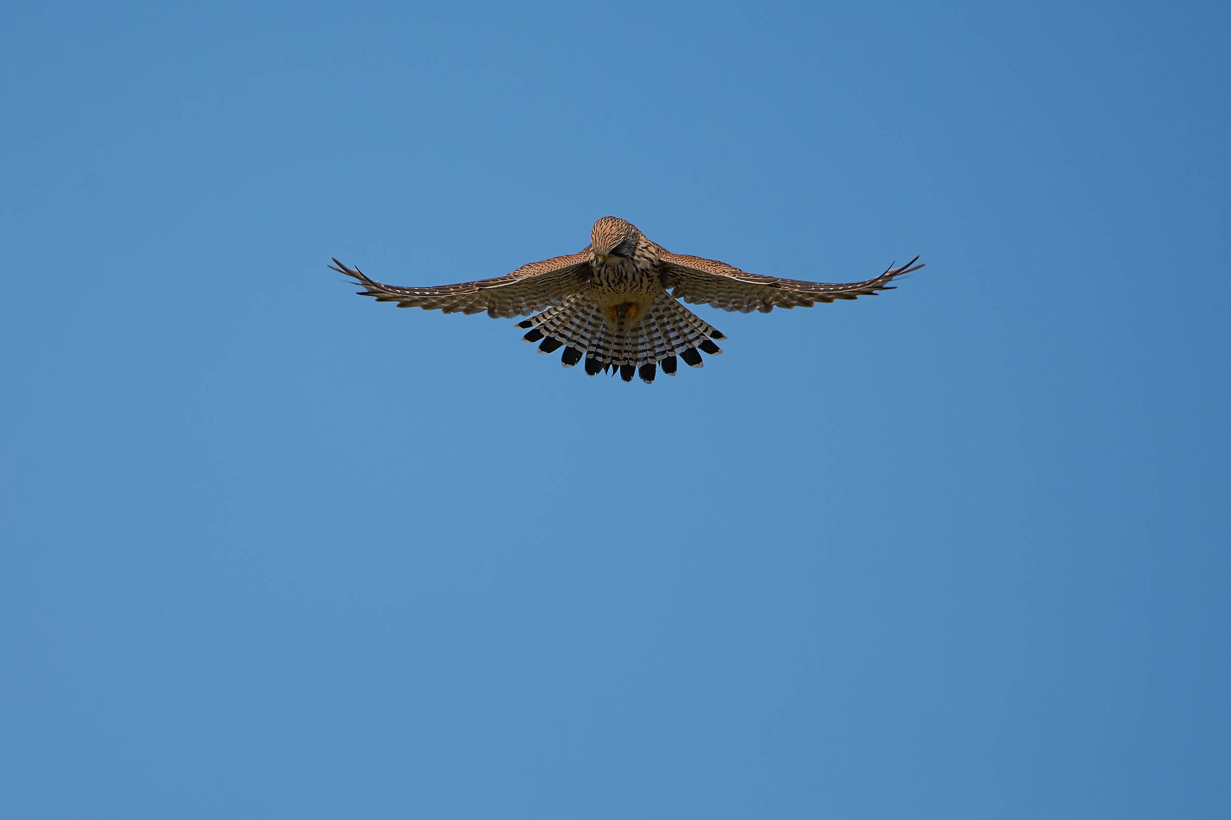 Hovering
