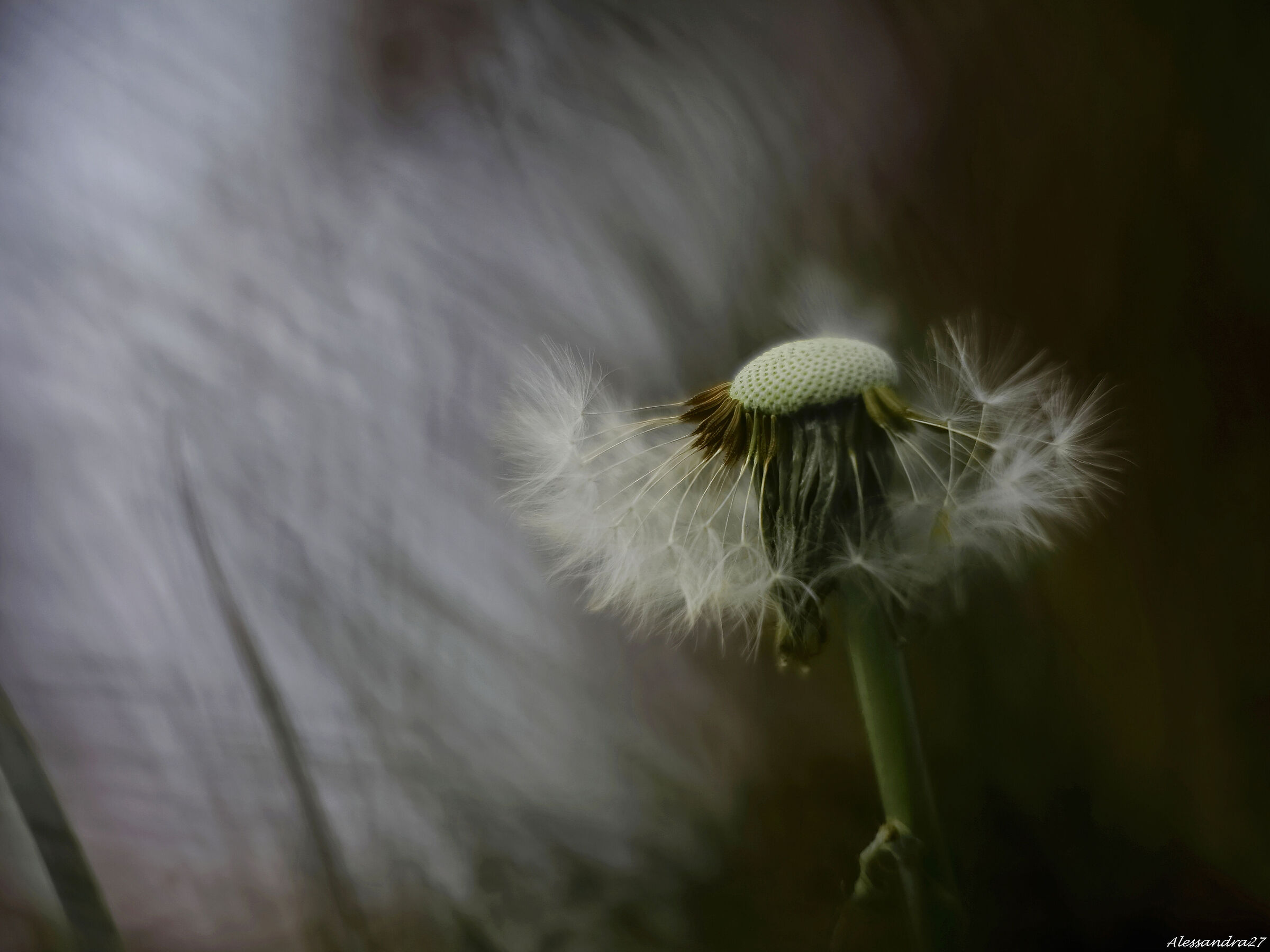 .... wishes in flight....