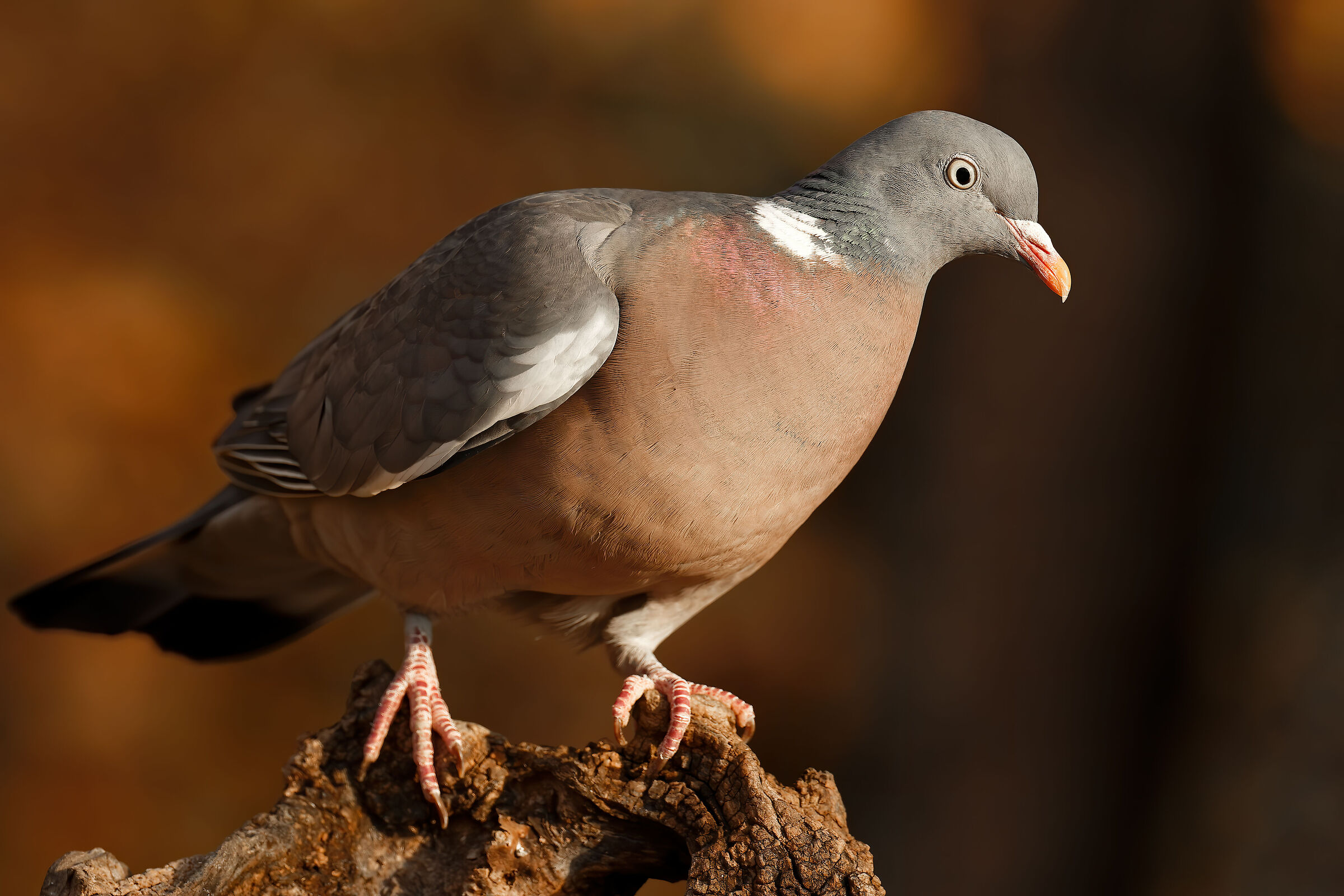 WOOD PIGEON