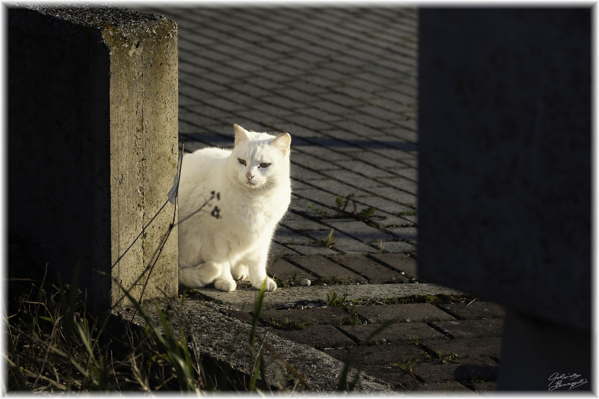 Gatto Bianco