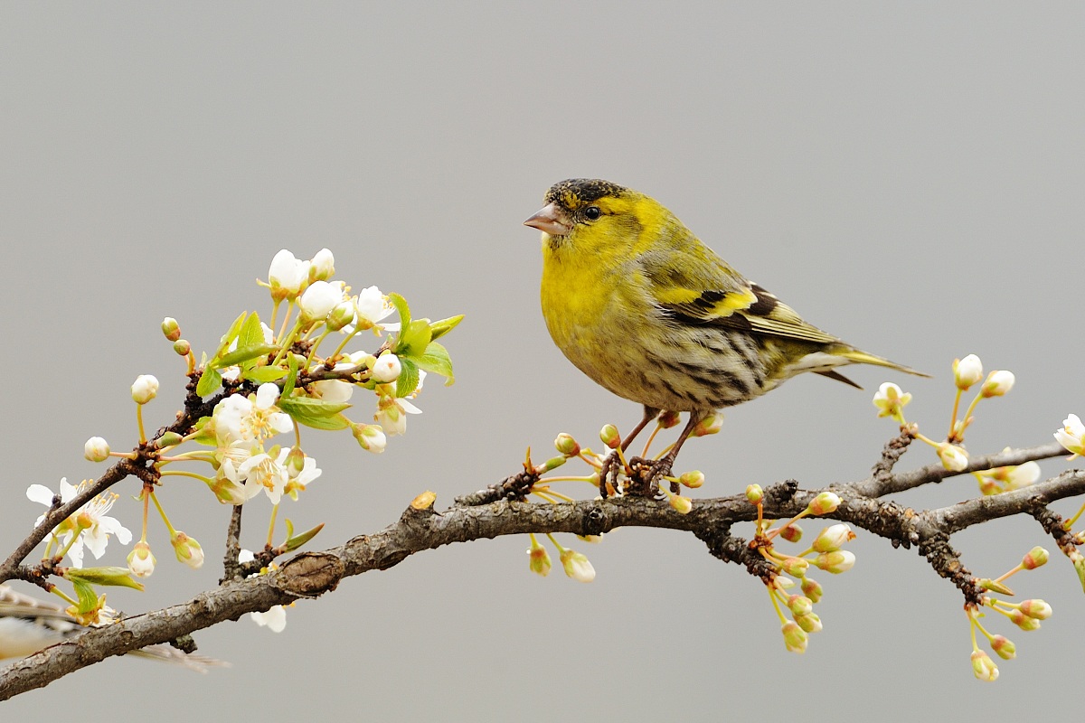 Siskin m.