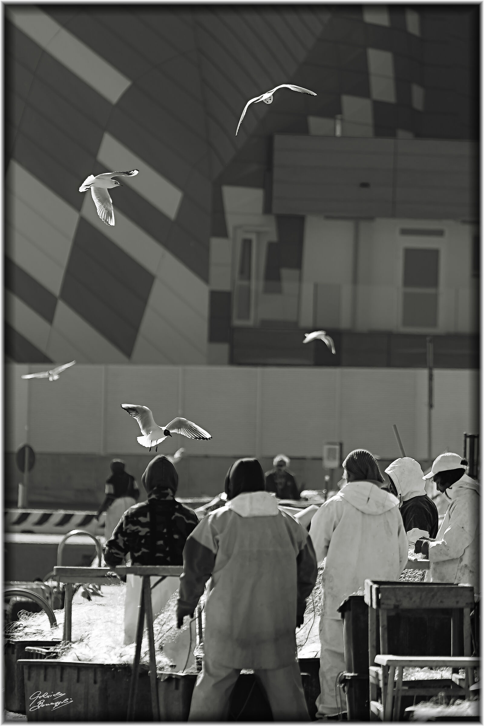 Gabbiani e Pescatori