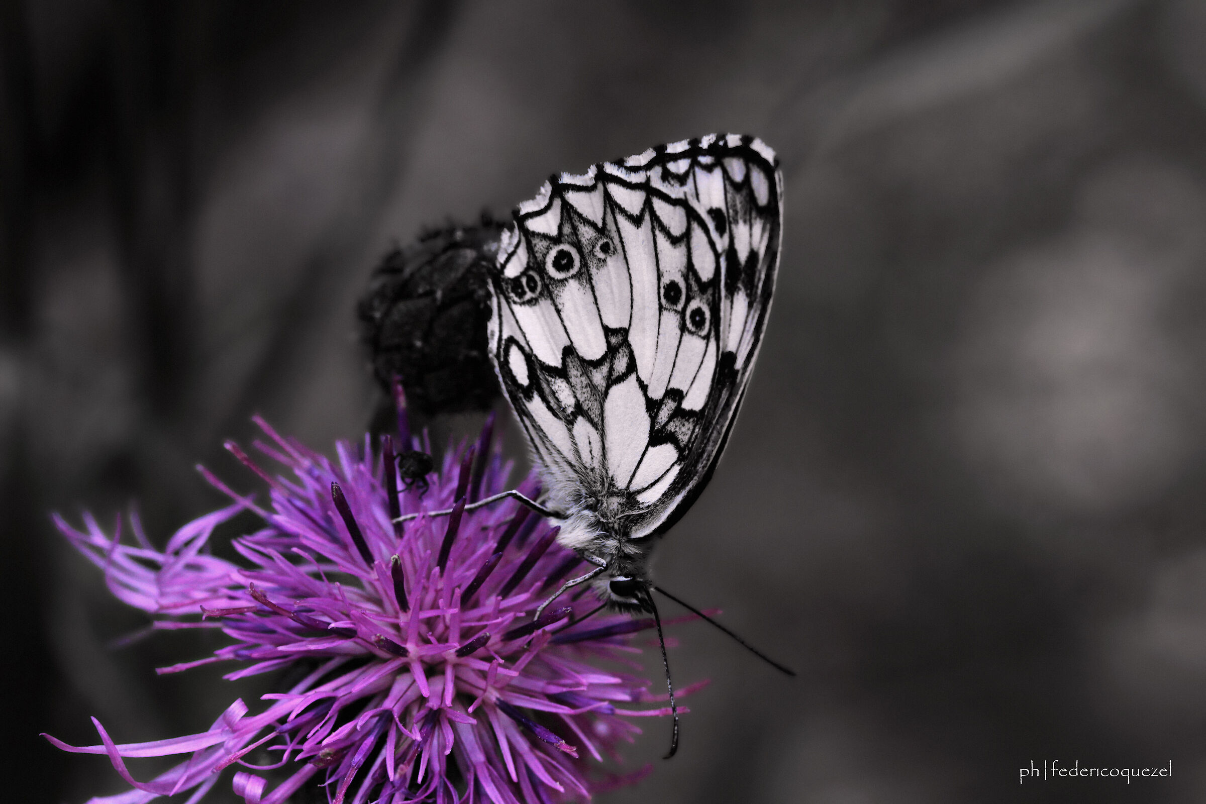 Melanargia galathea / Centaurea