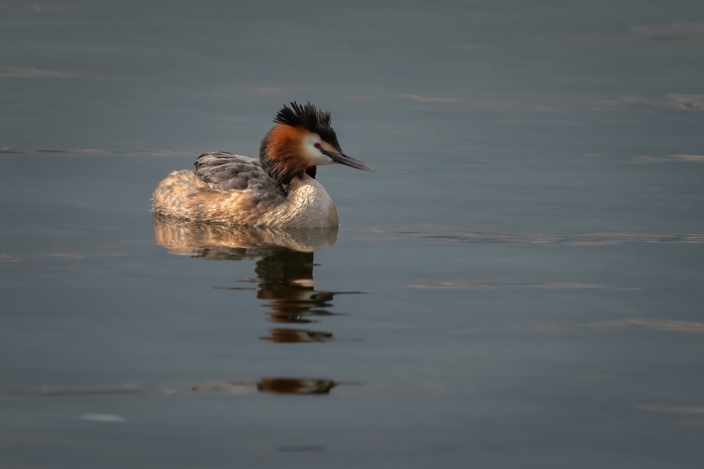 Great crested grebe