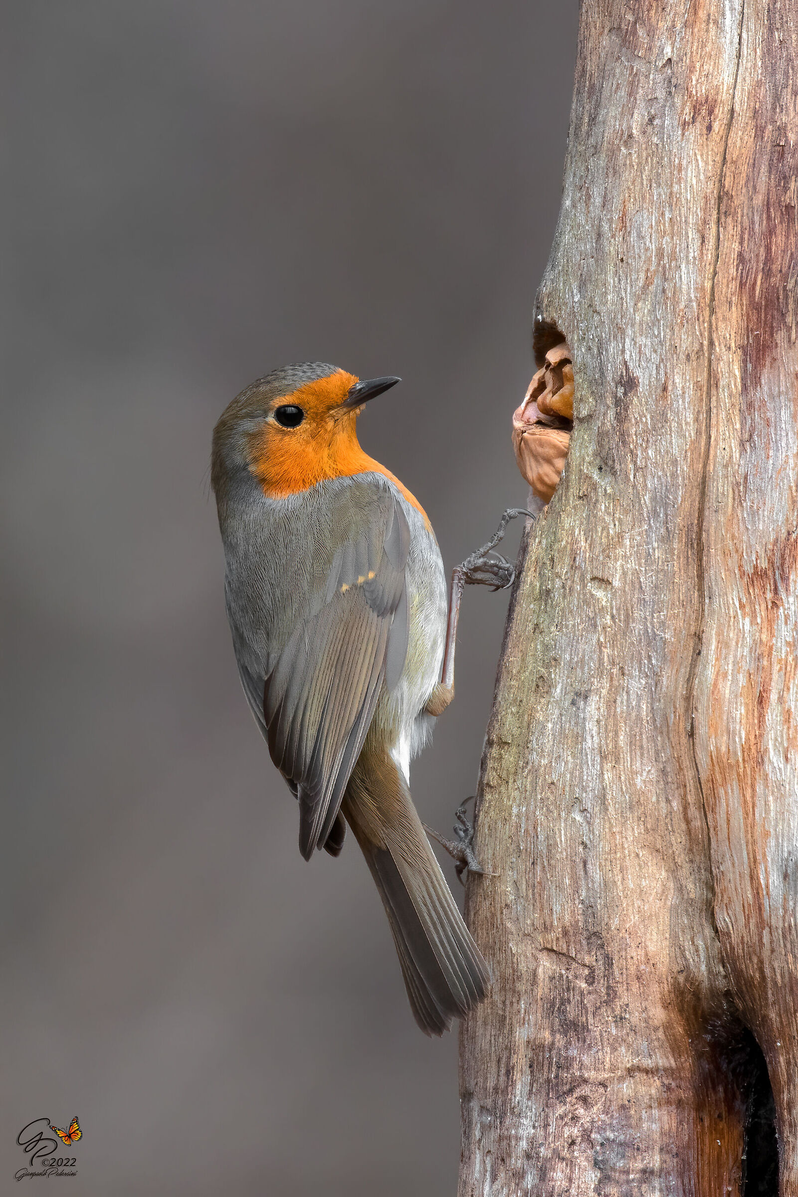 Picchio improvvisato