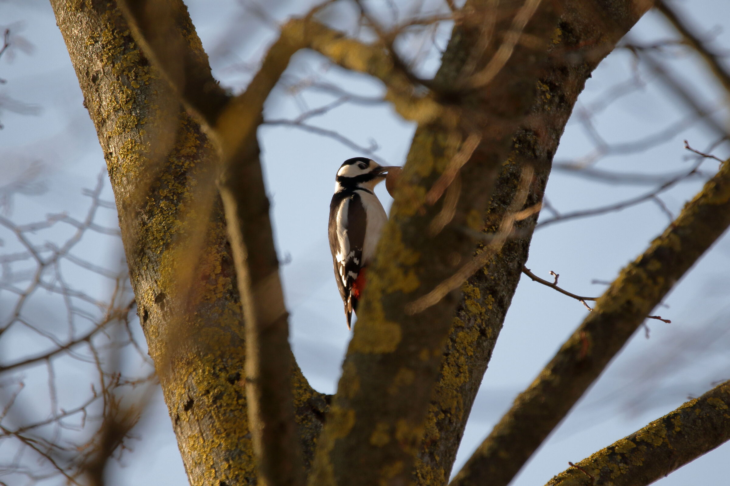 The cunning woodpecker
